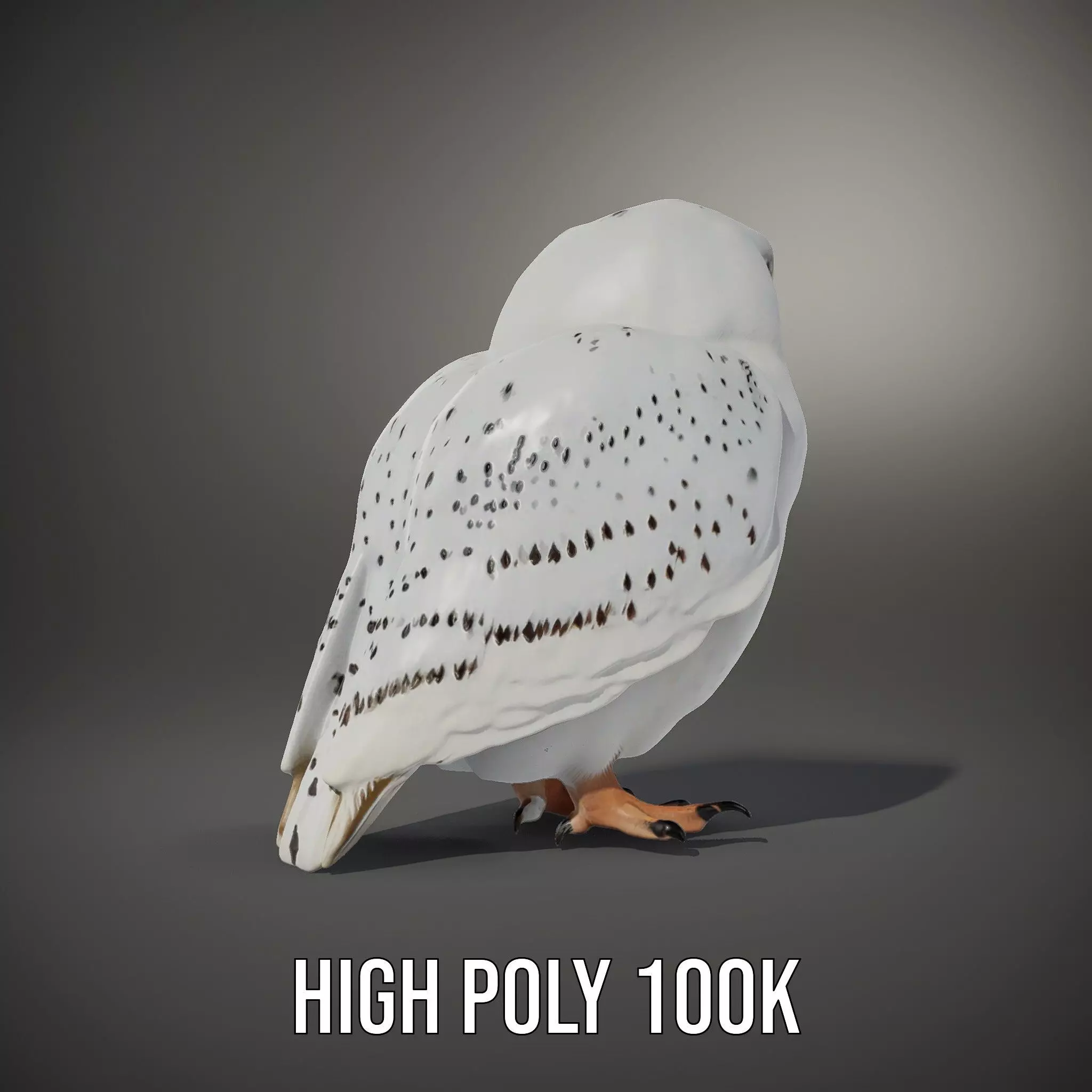Majestic Snowy Owl model pack Low-poly 3D model_10