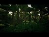 Low Poly Jungle Trees Low-poly 3D model_1