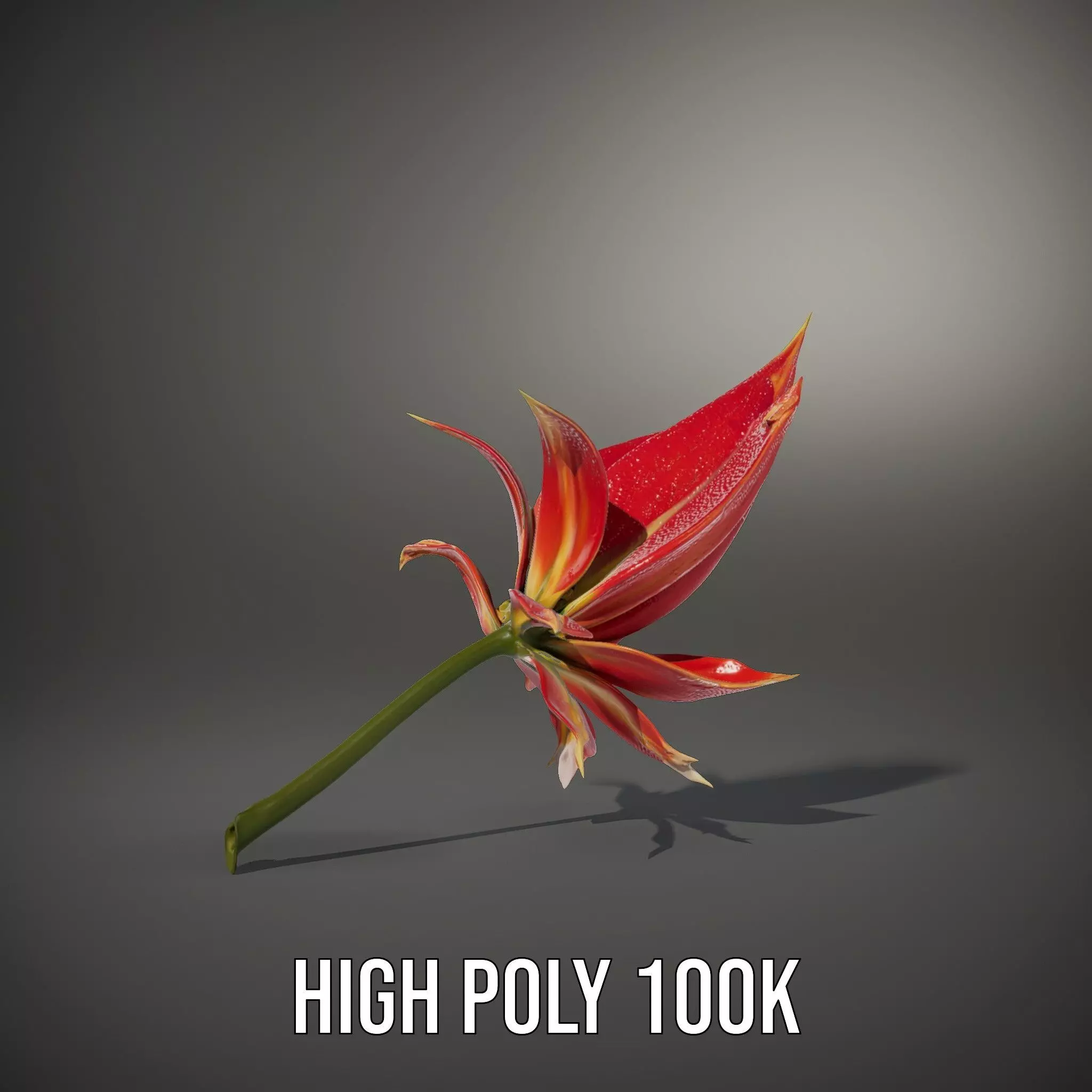 Pink Dew Flower model pack Low-poly 3D model_8