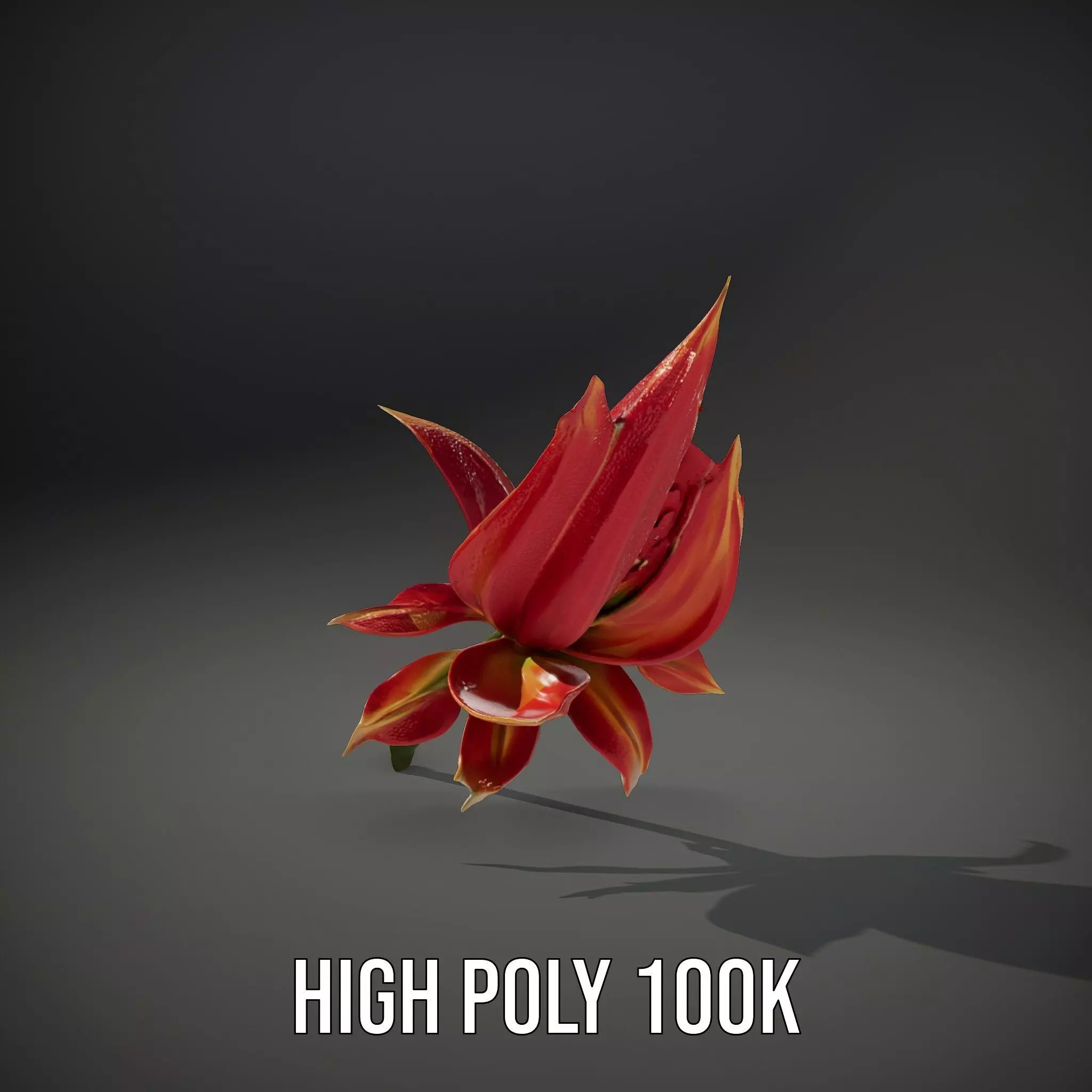 Pink Dew Flower model pack Low-poly 3D model_10