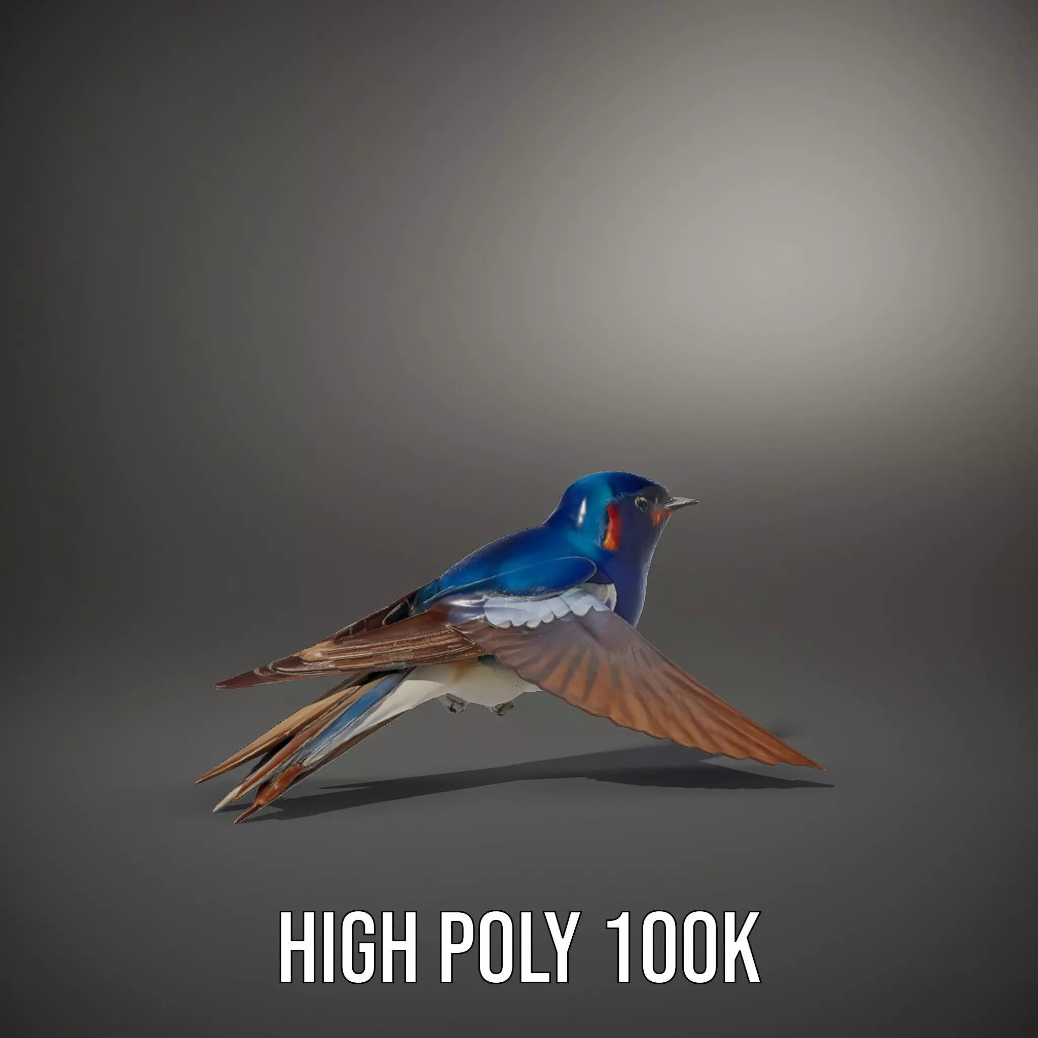 Vibrant Swallow model pack Low-poly 3D model_10