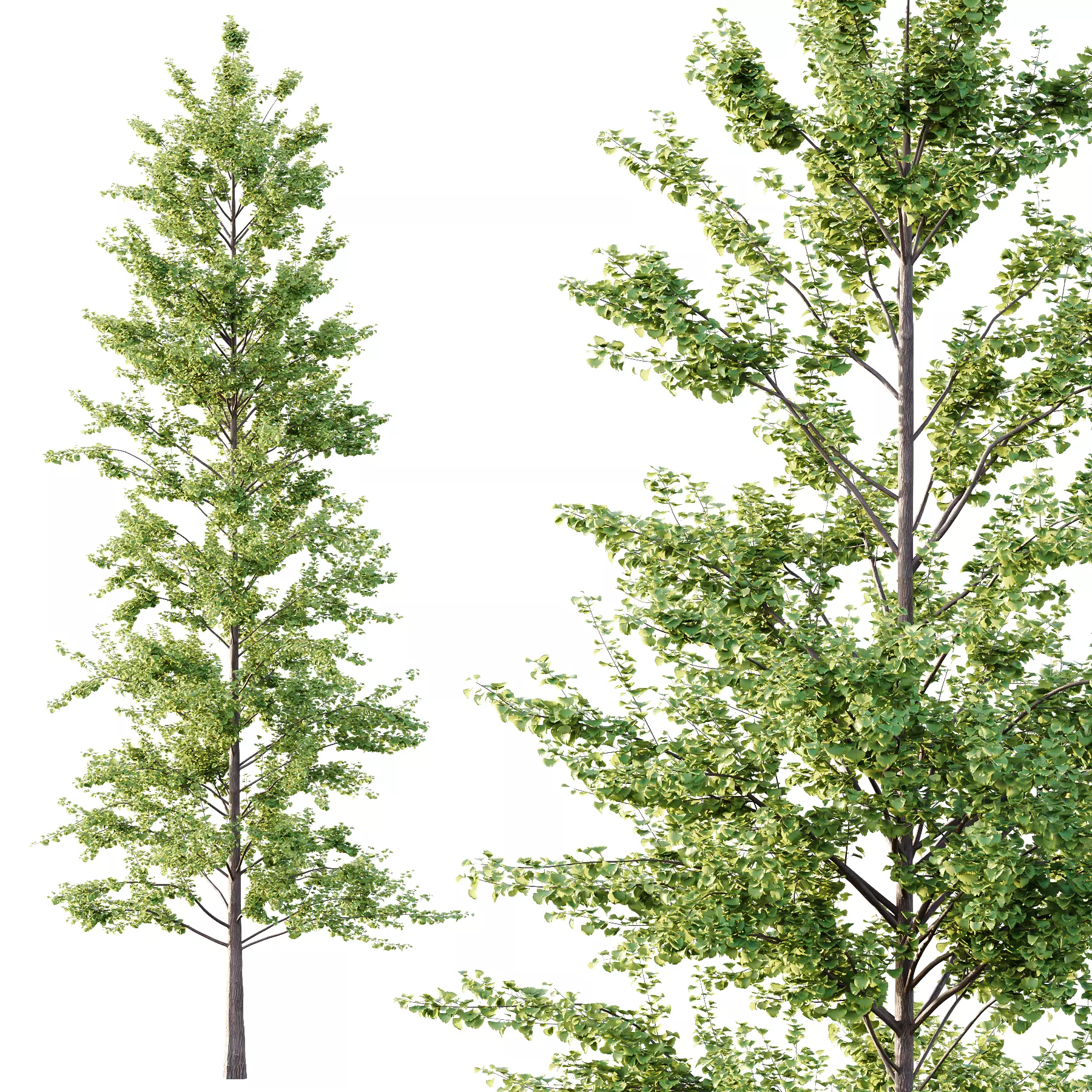 Different Trees 54 3D model_2