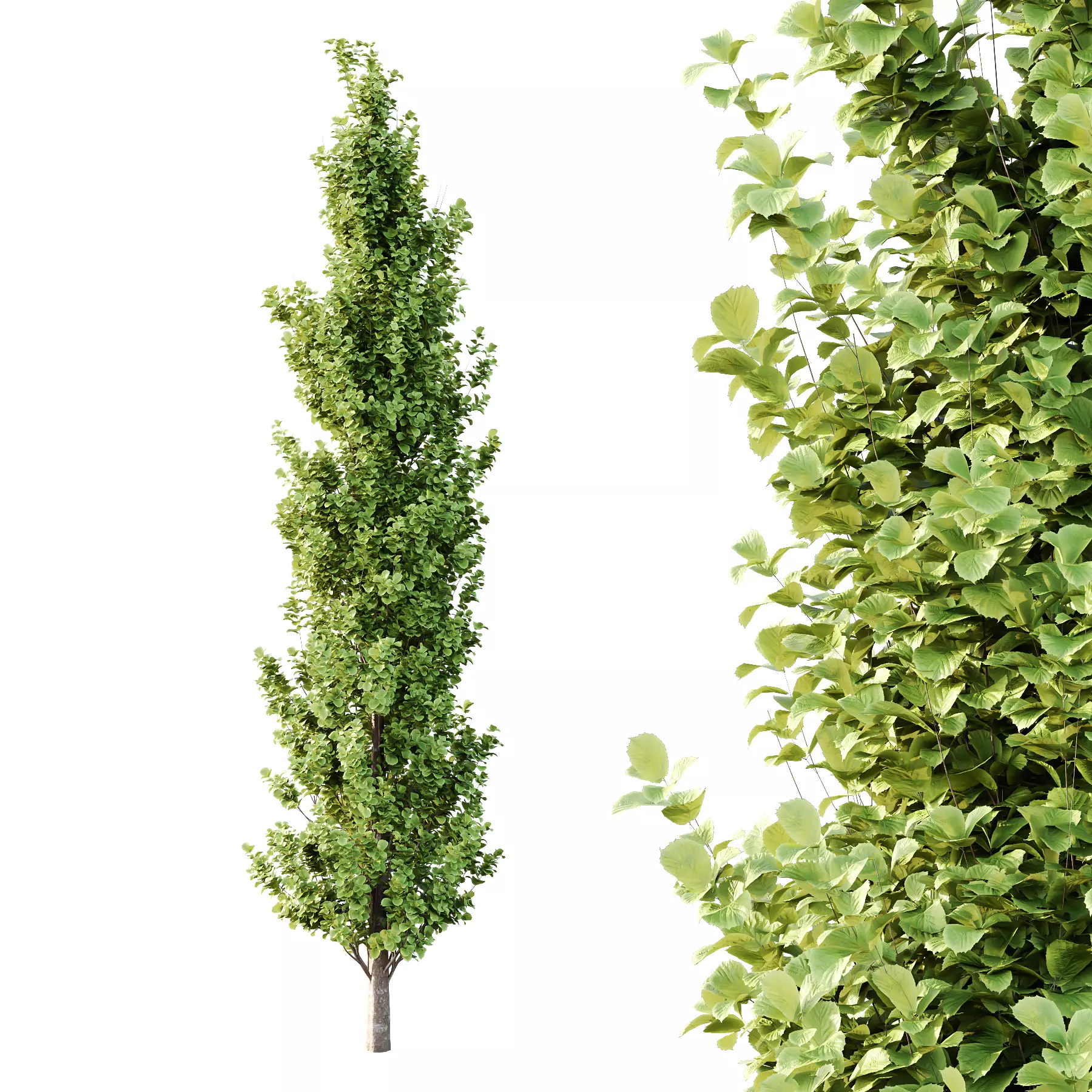 Different Trees 54 3D model_3