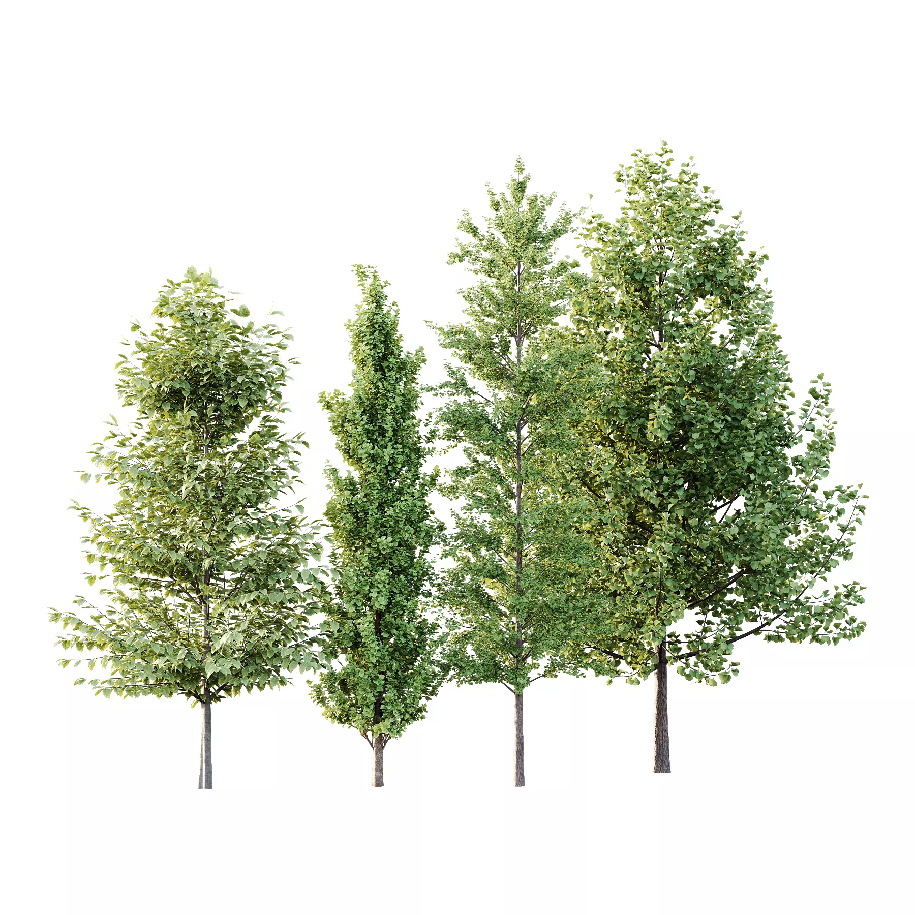 Different Trees 54 3D model_0