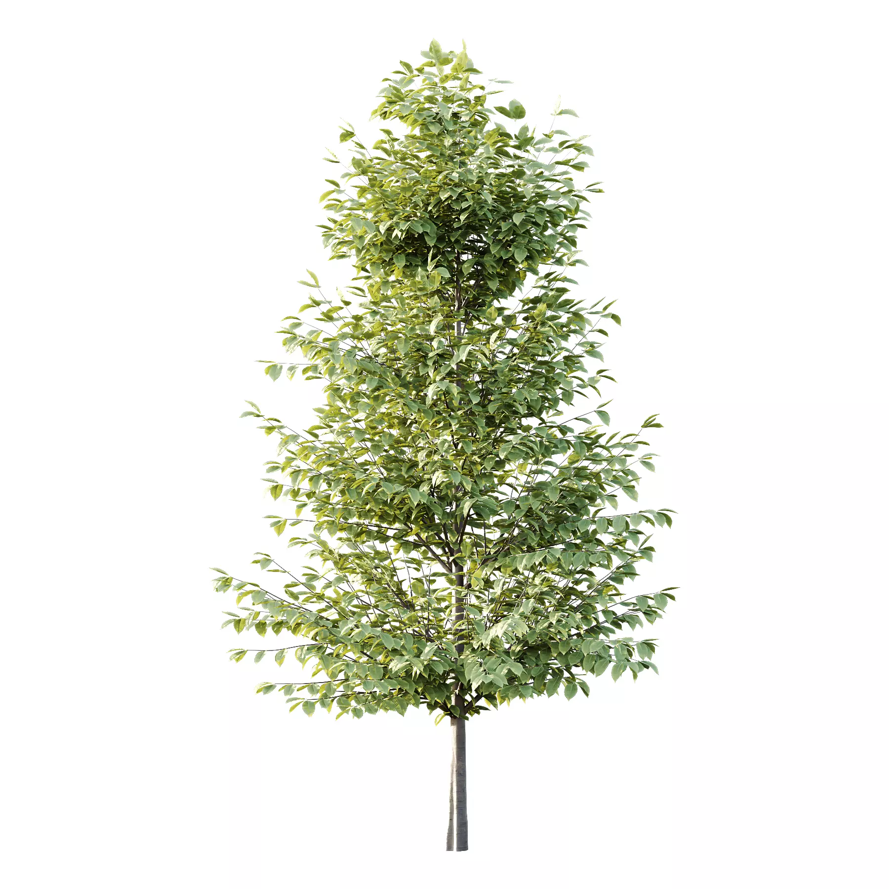 Different Trees 54 3D model_4