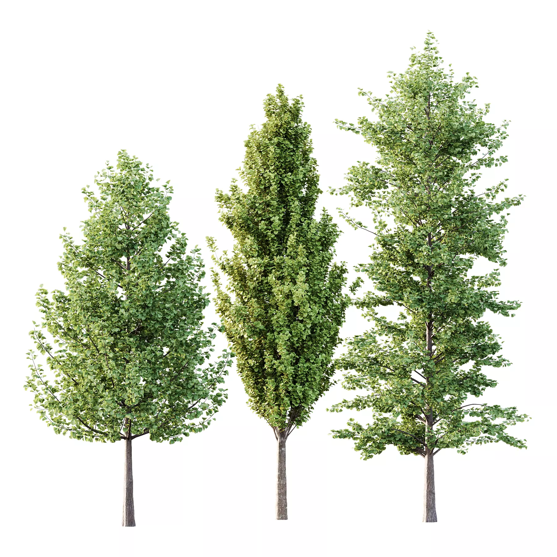 Different Trees 55 3D model_0