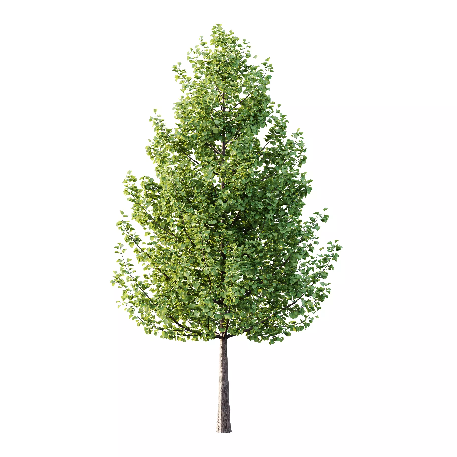 Different Trees 55 3D model_1