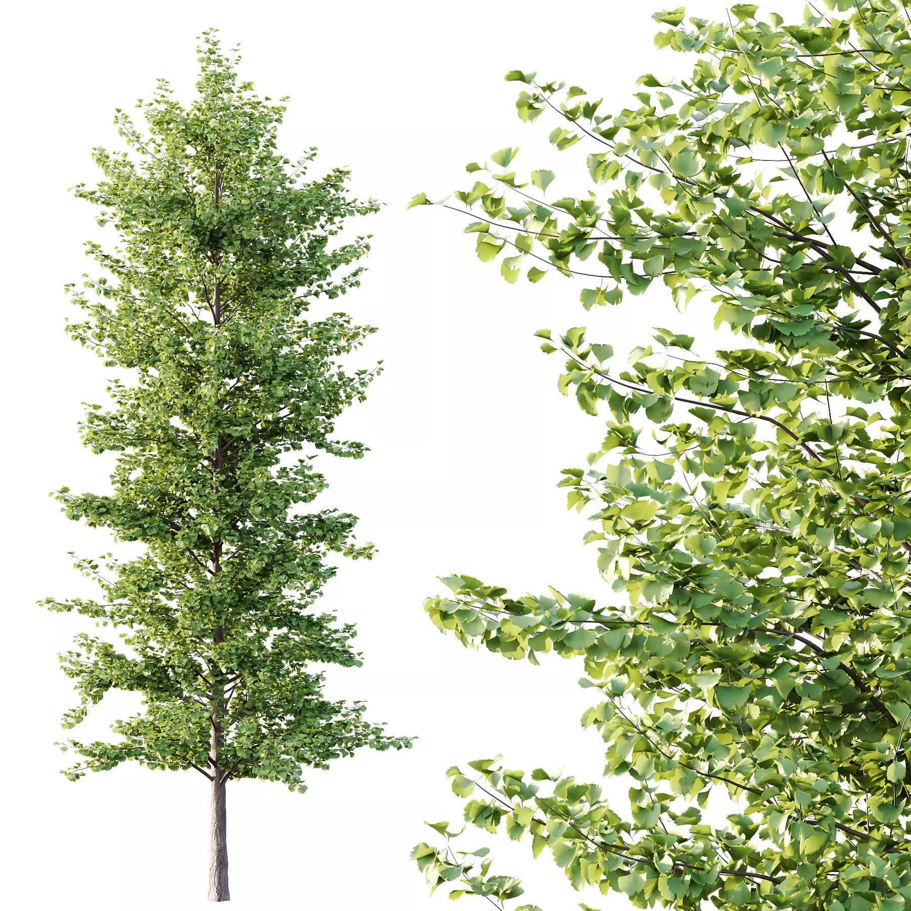 Different Trees 55 3D model_2