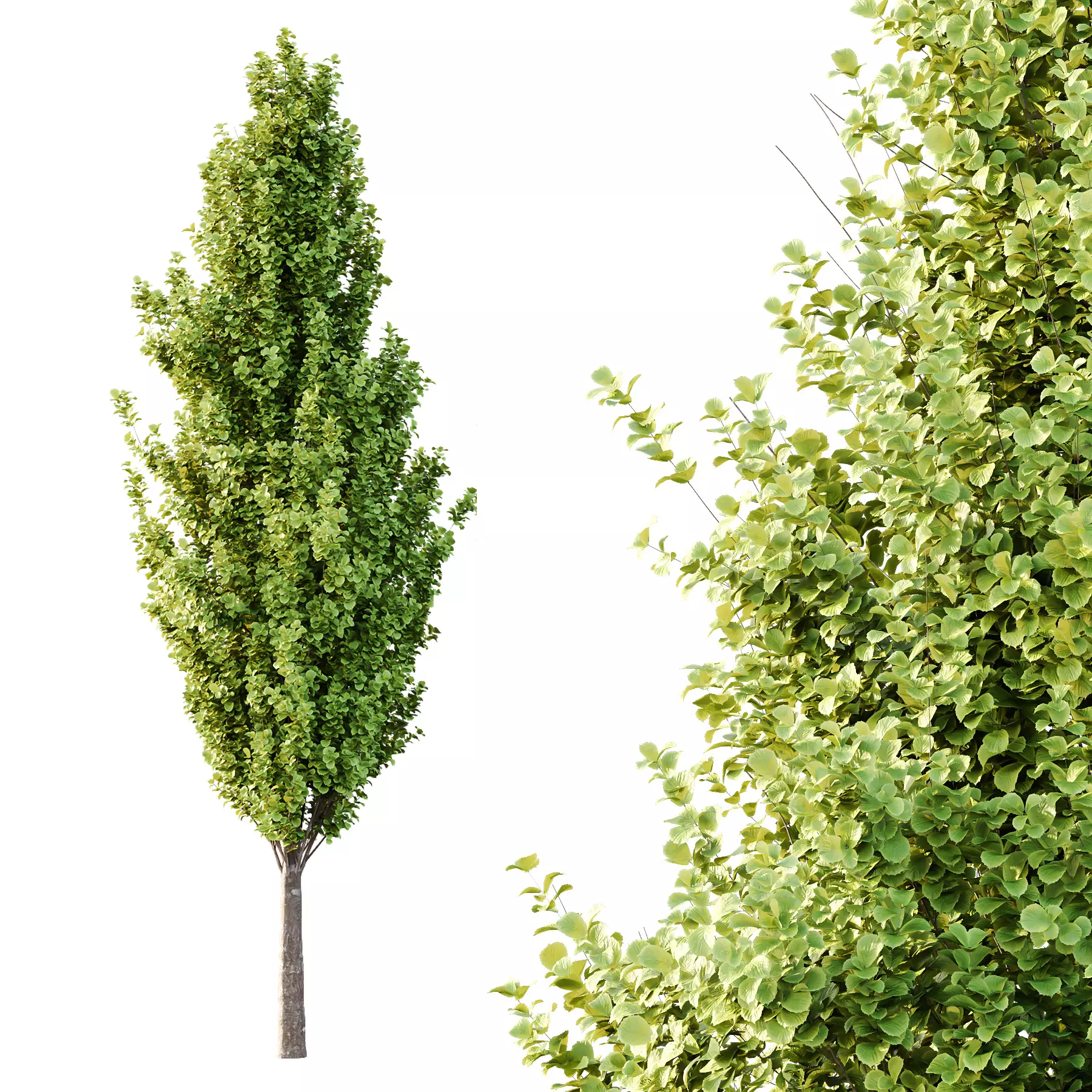 Different Trees 55 3D model_3