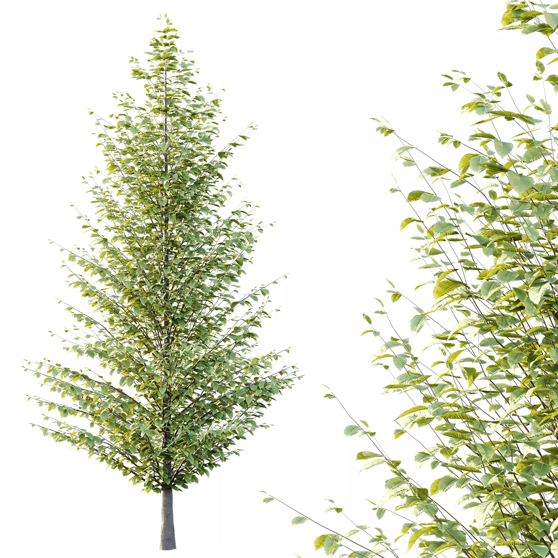 Different Trees 58 3D model_1