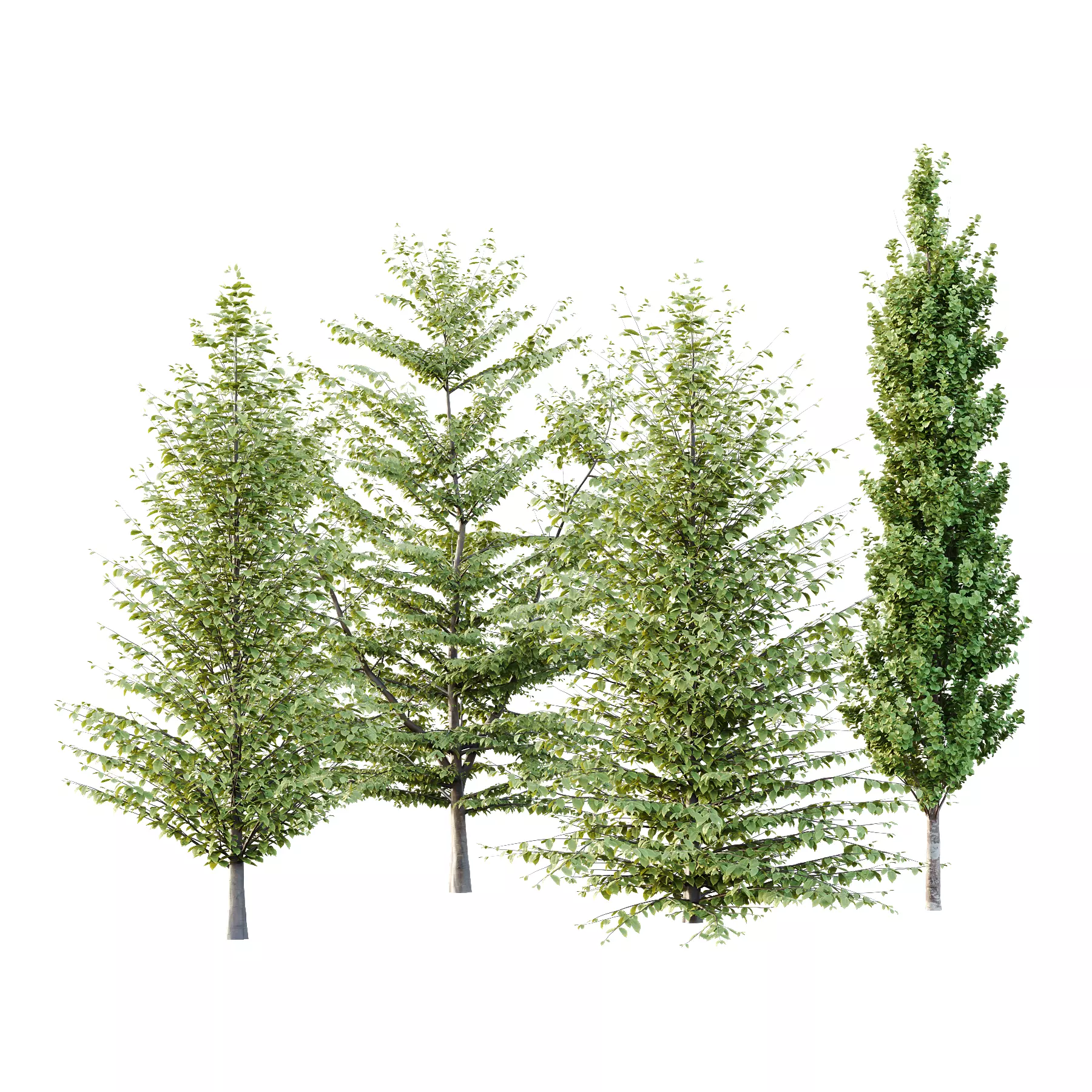 Different Trees 58 3D model_0