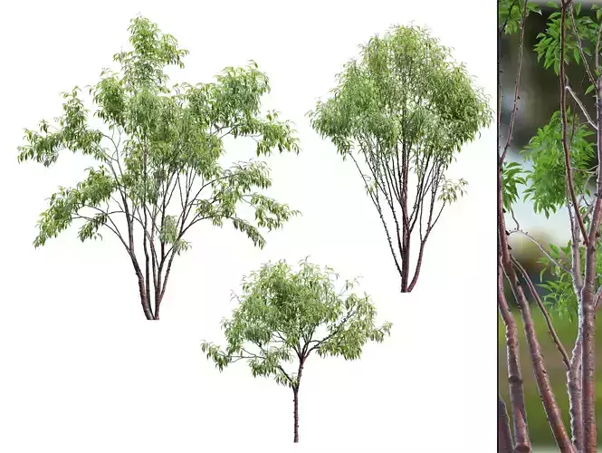 Prunus serrula 3D model