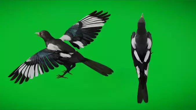 Asian Oriental Korean Magpie Bird Low-poly 3D model