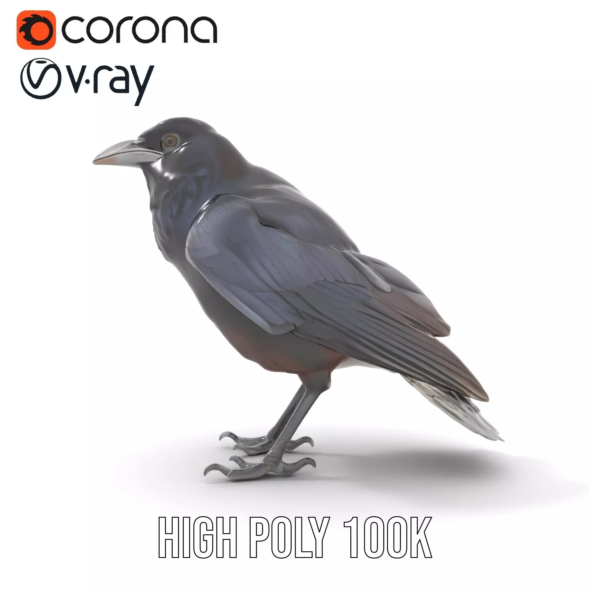 Sleek Raven Bird model pack Low-poly 3D model_23