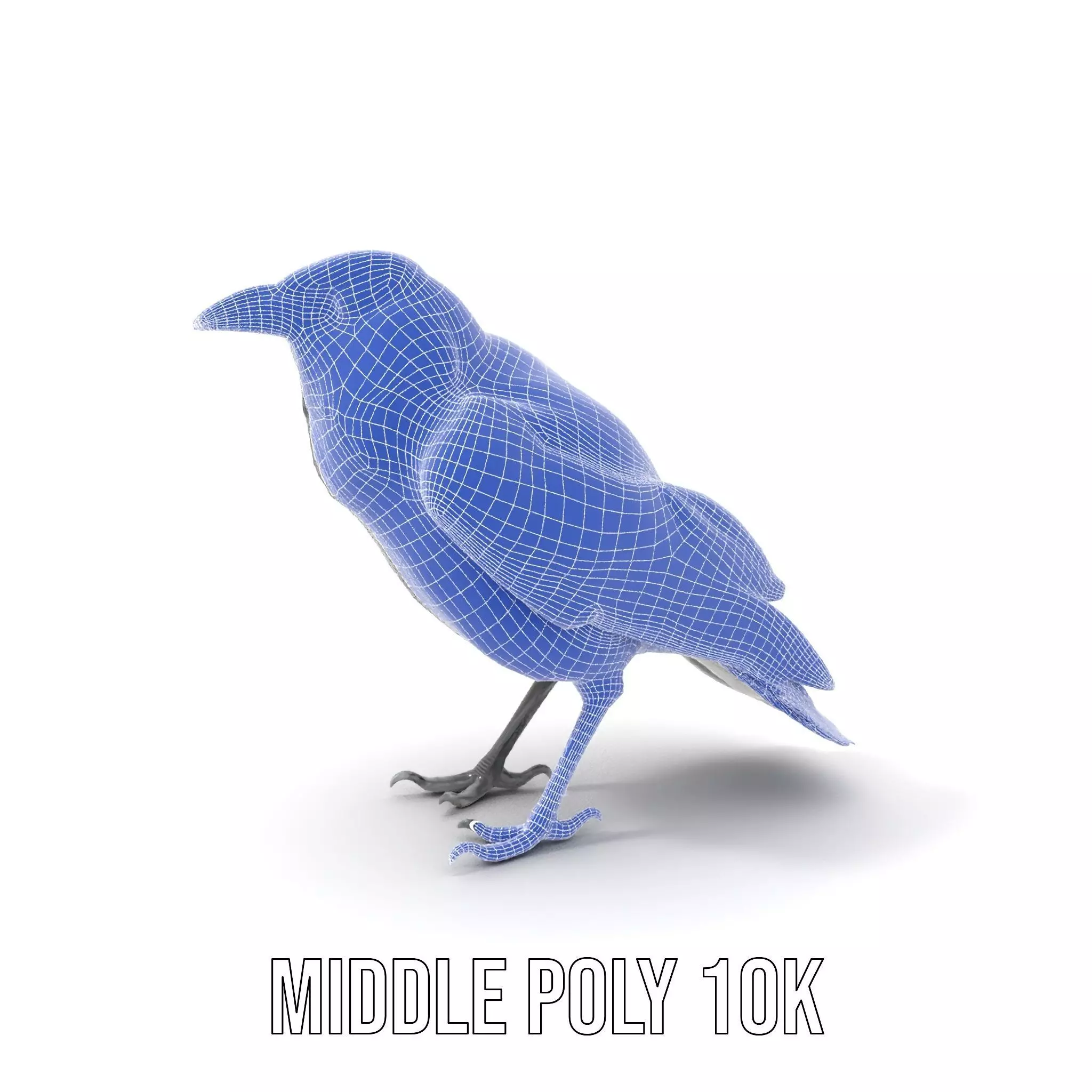 Sleek Raven Bird model pack Low-poly 3D model_11