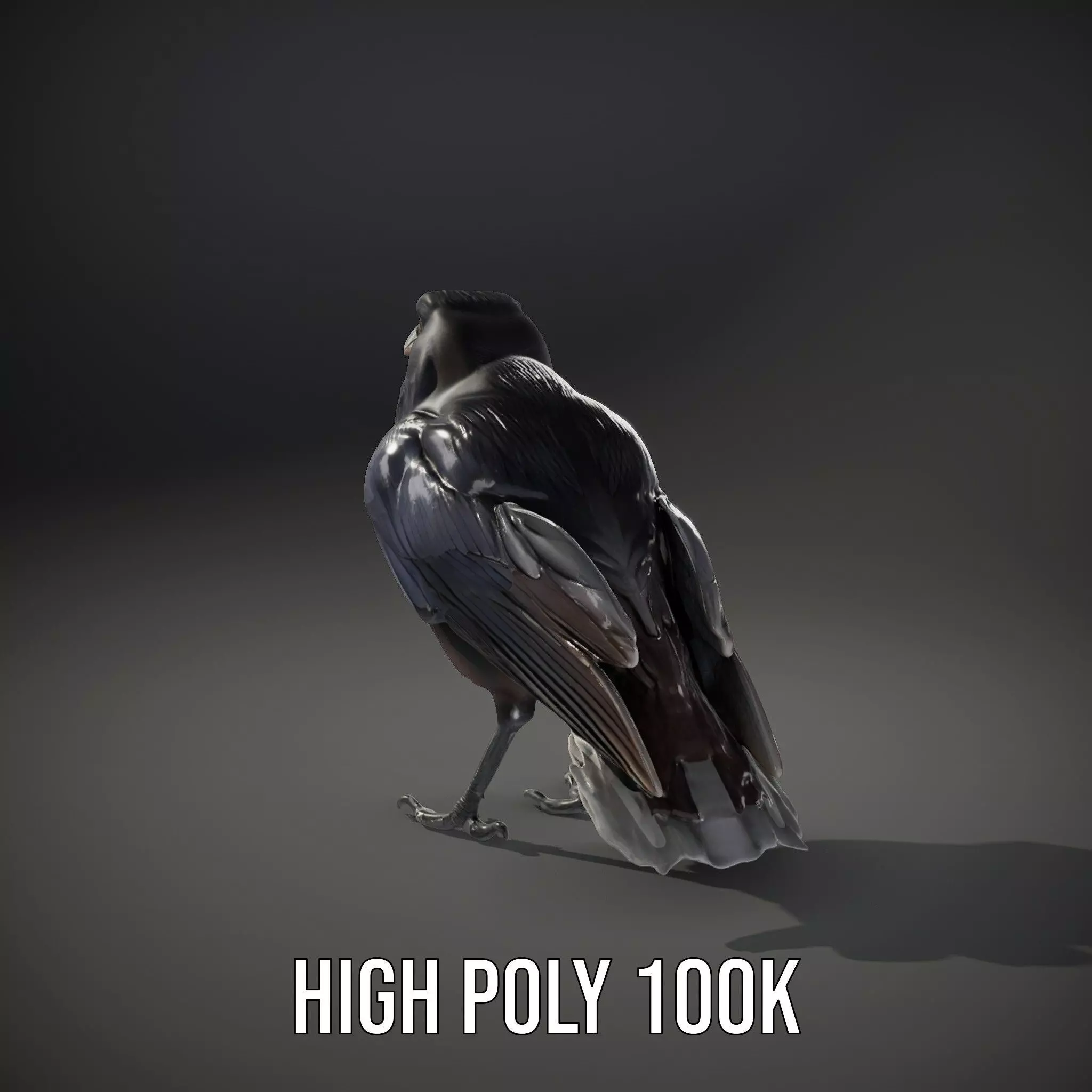 Sleek Raven Bird model pack Low-poly 3D model_8