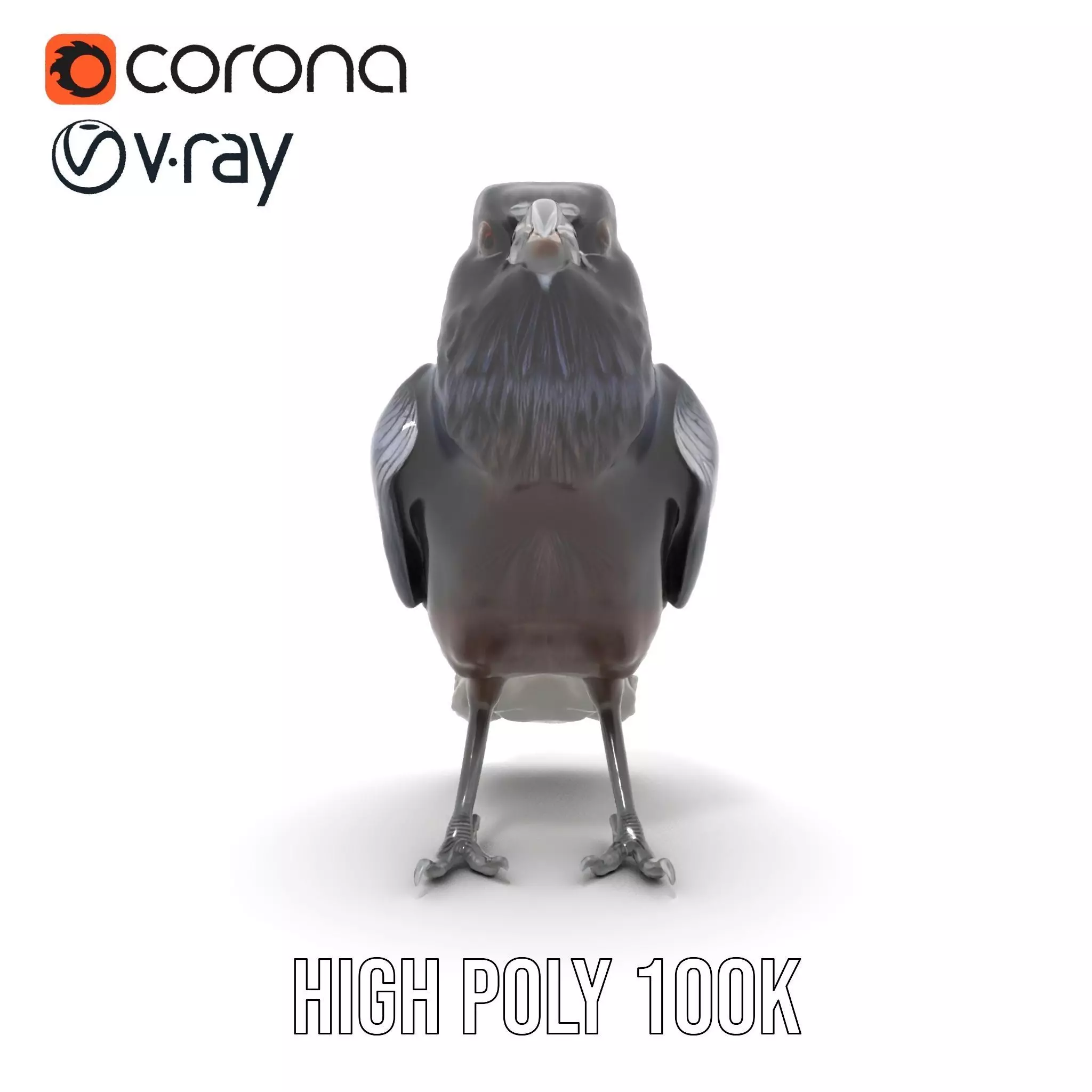 Sleek Raven Bird model pack Low-poly 3D model_31