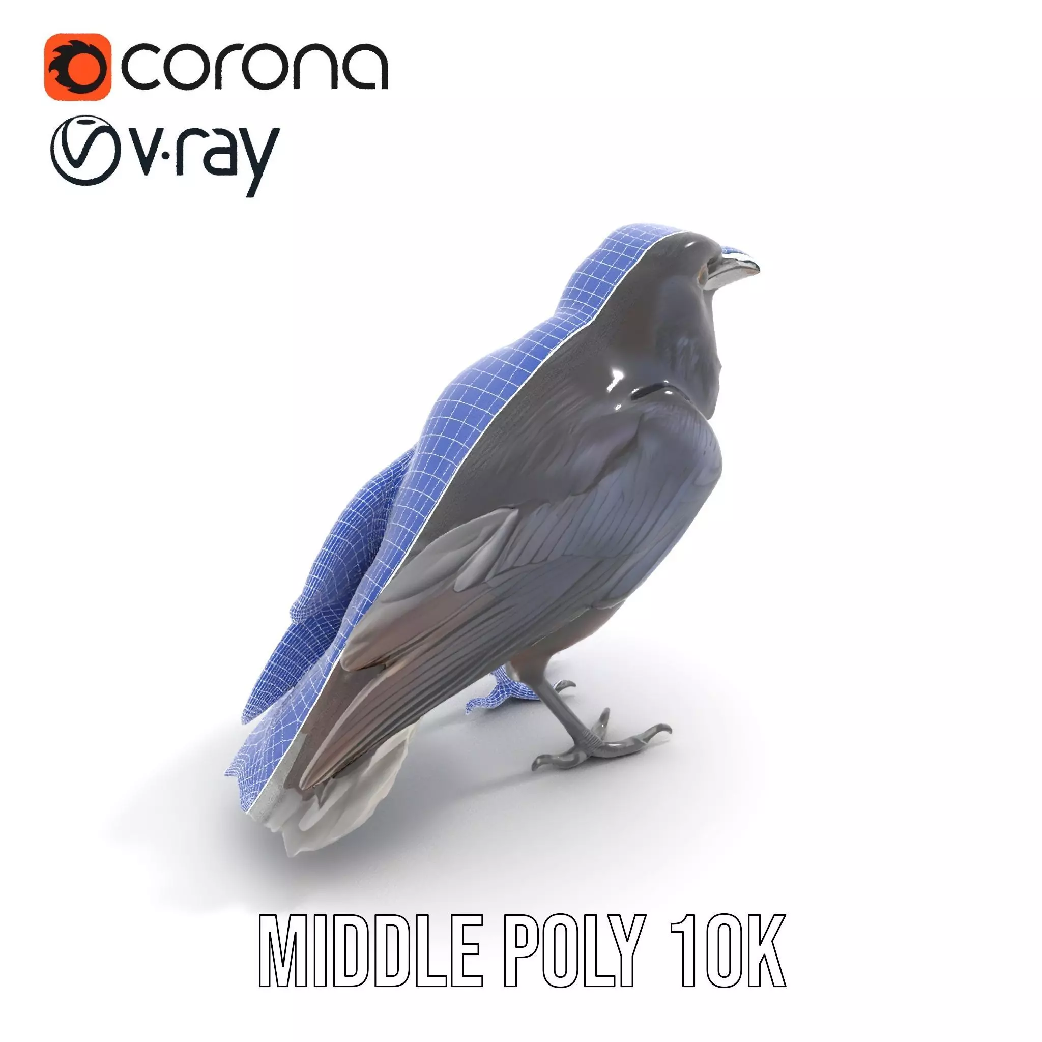 Sleek Raven Bird model pack Low-poly 3D model_18