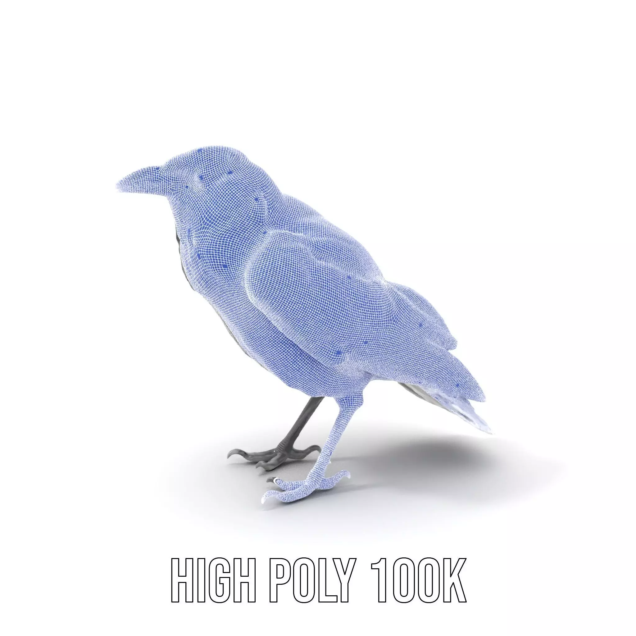 Sleek Raven Bird model pack Low-poly 3D model_4