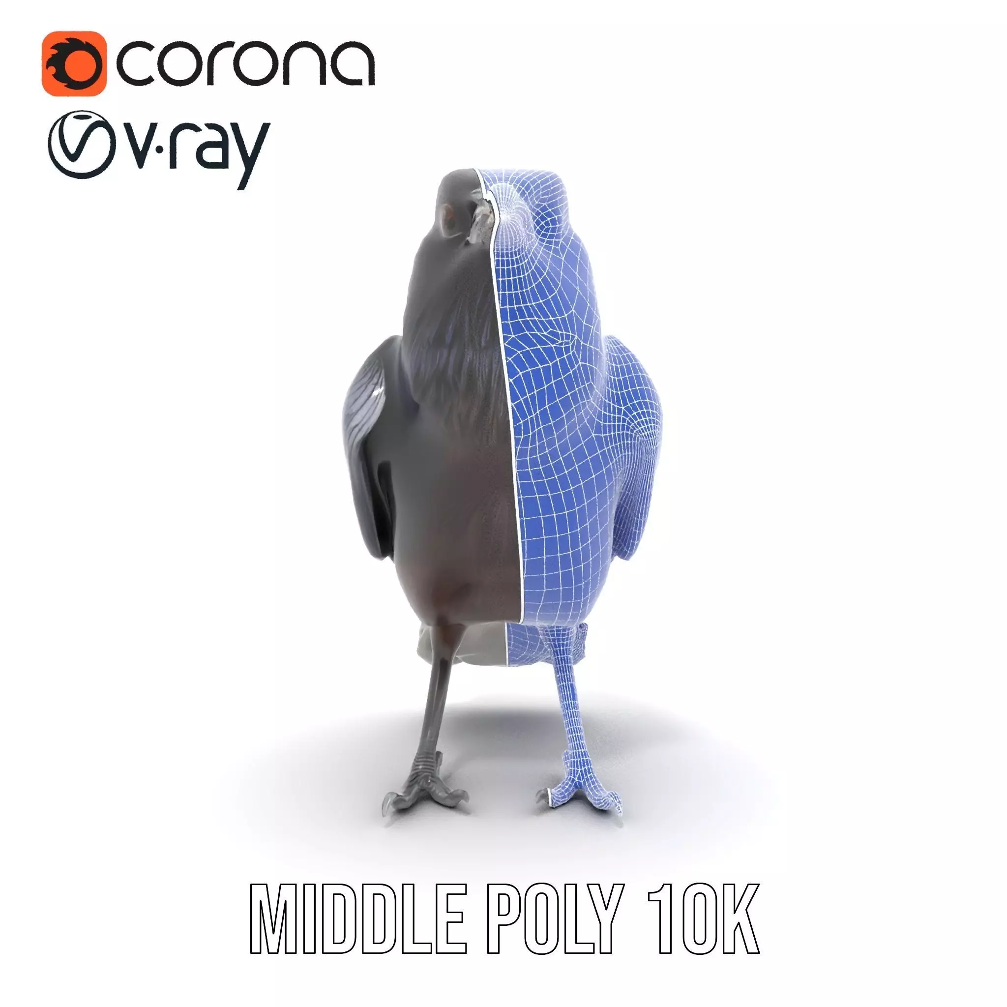 Sleek Raven Bird model pack Low-poly 3D model_29