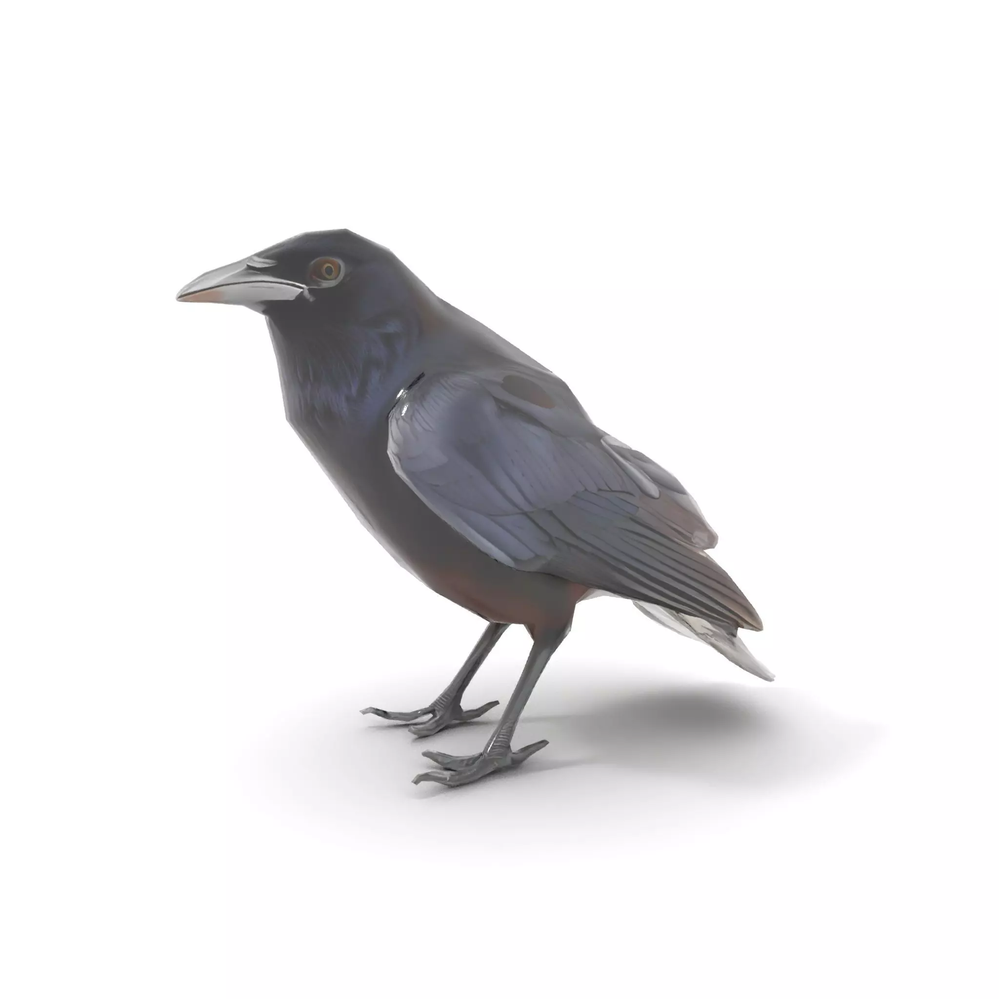 Sleek Raven Bird model pack Low-poly 3D model_14
