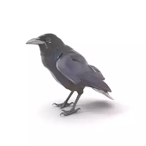 Sleek Raven Bird model pack Low-poly 3D model