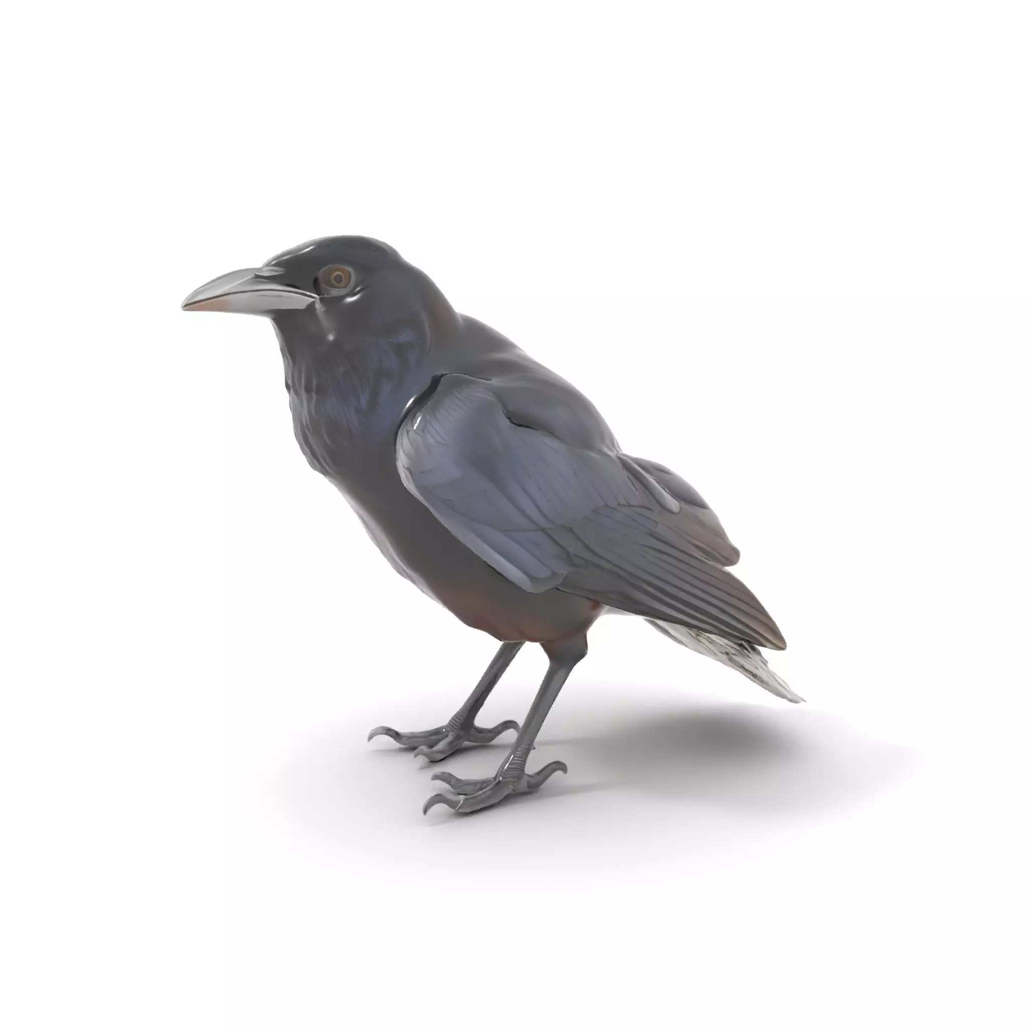 Sleek Raven Bird model pack Low-poly 3D model_0