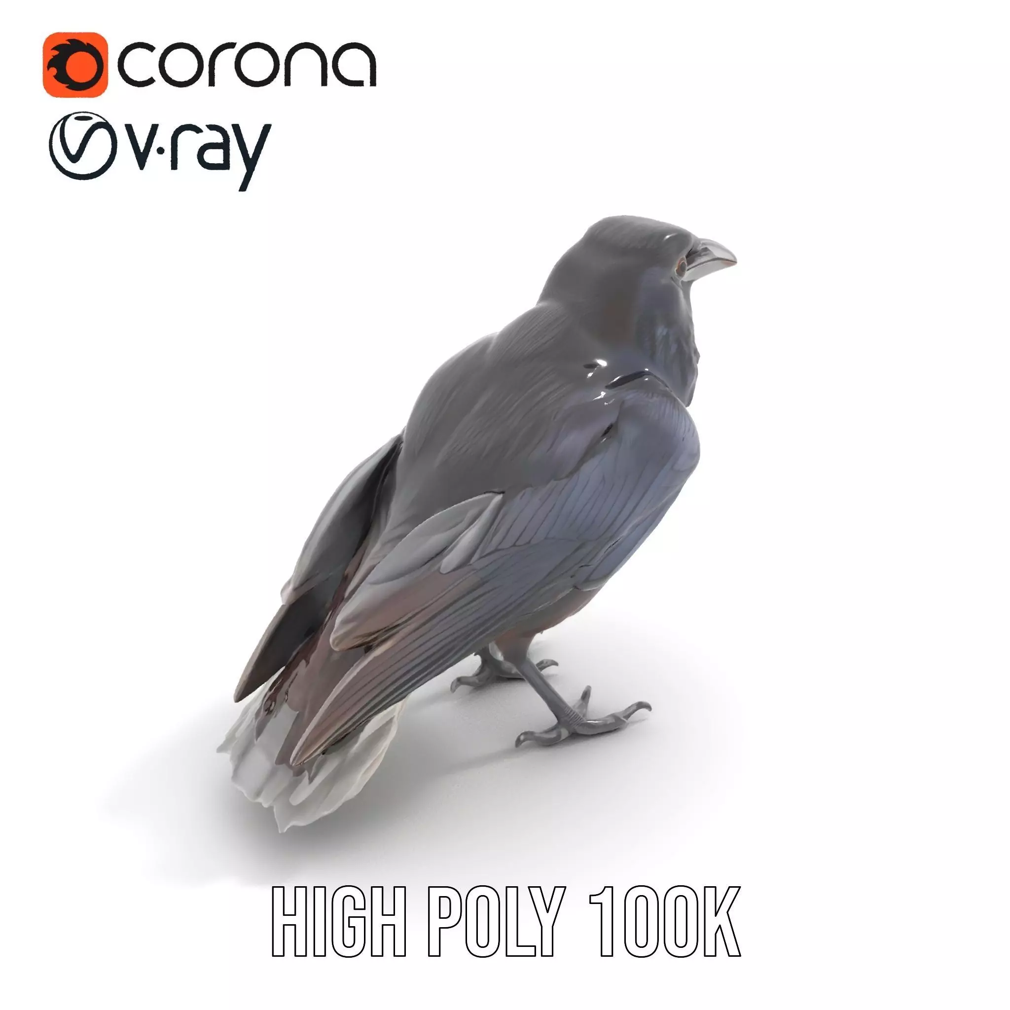Sleek Raven Bird model pack Low-poly 3D model_20