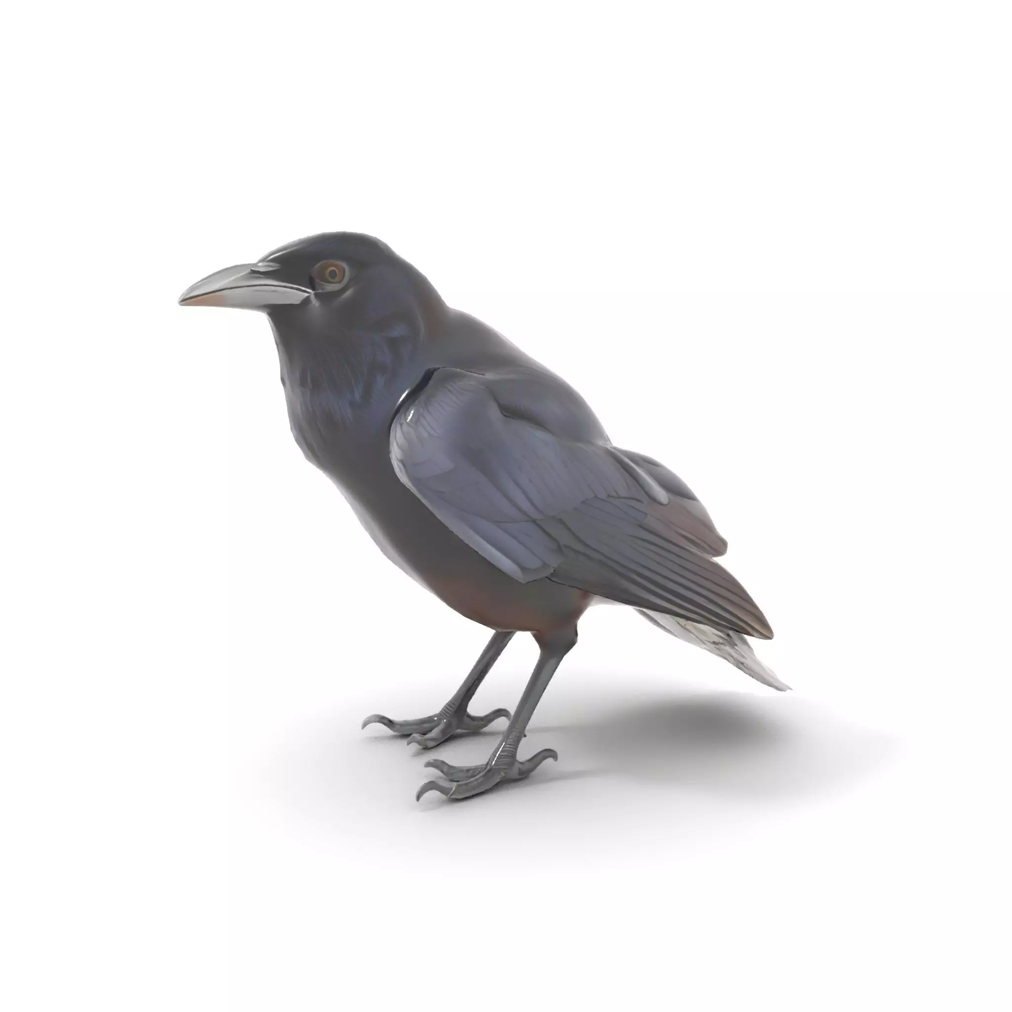 Sleek Raven Bird model pack Low-poly 3D model_6