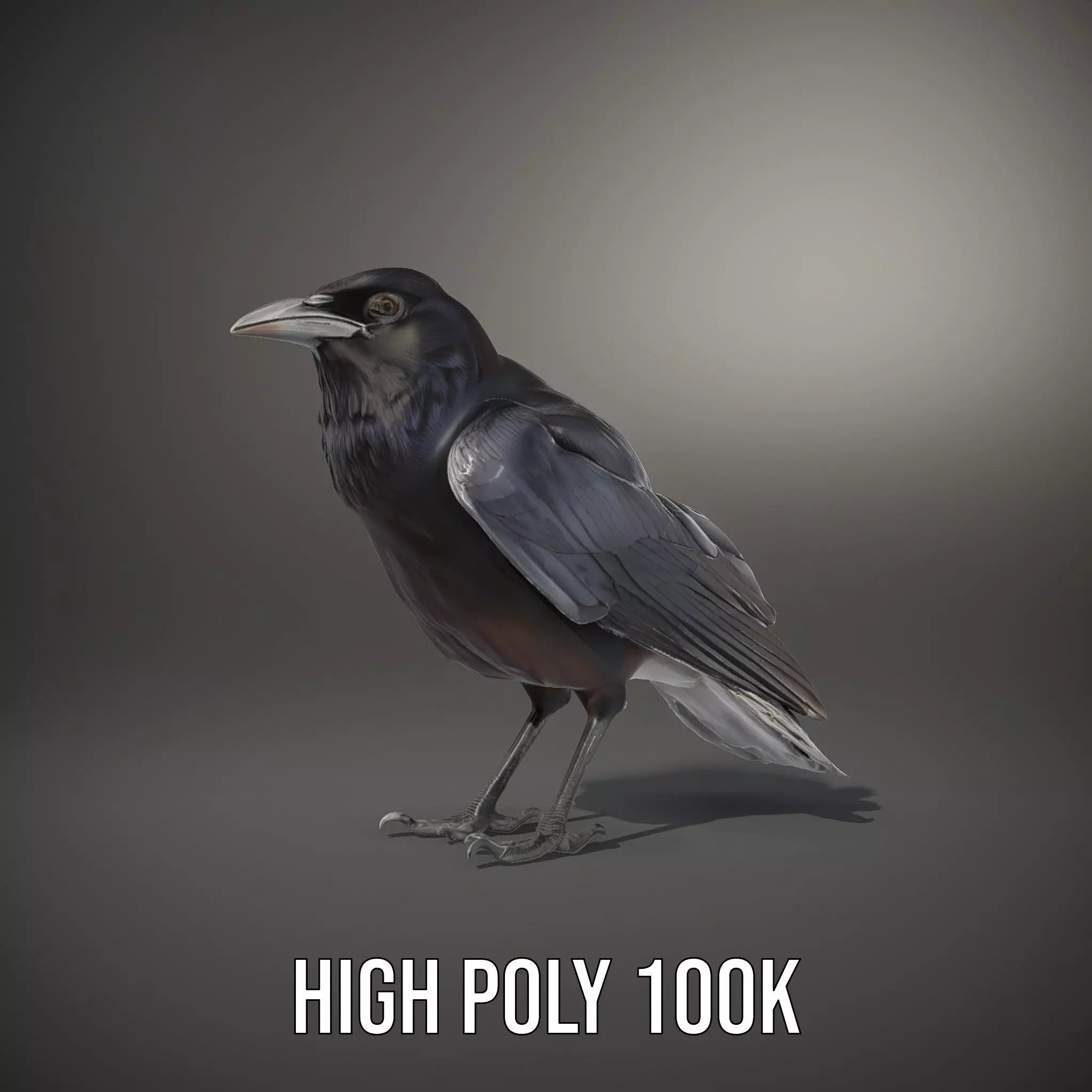Sleek Raven Bird model pack Low-poly 3D model_10