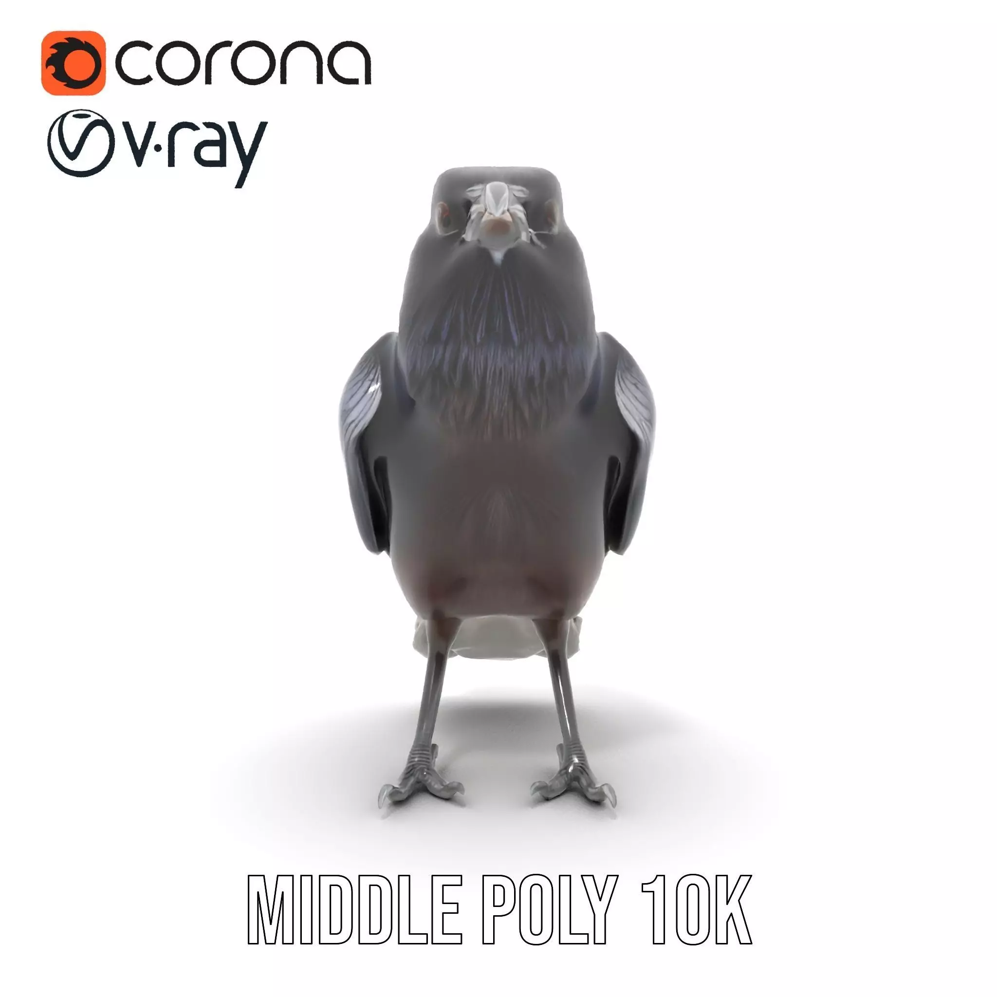 Sleek Raven Bird model pack Low-poly 3D model_24