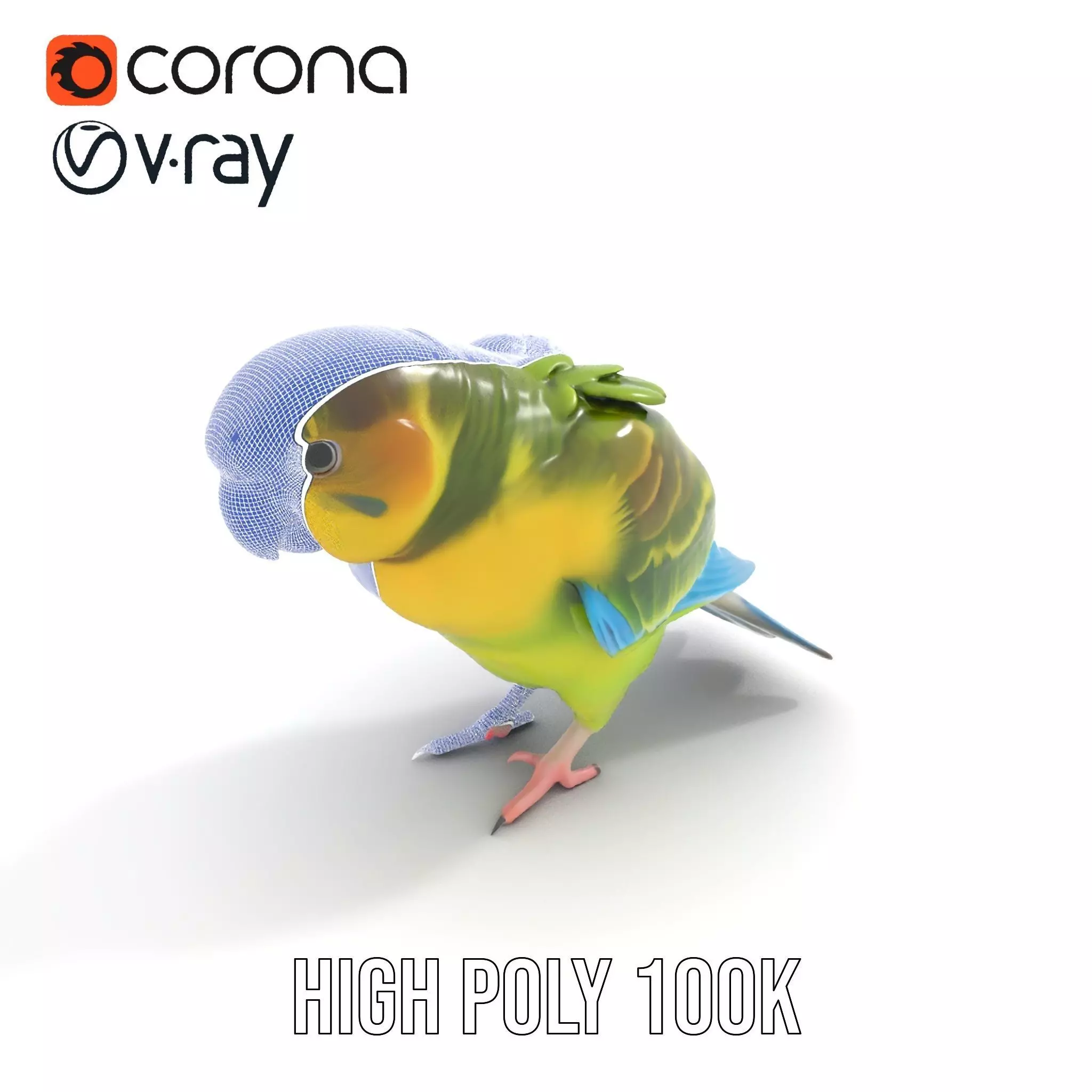 Colorful Parrot model pack Low-poly 3D model_35