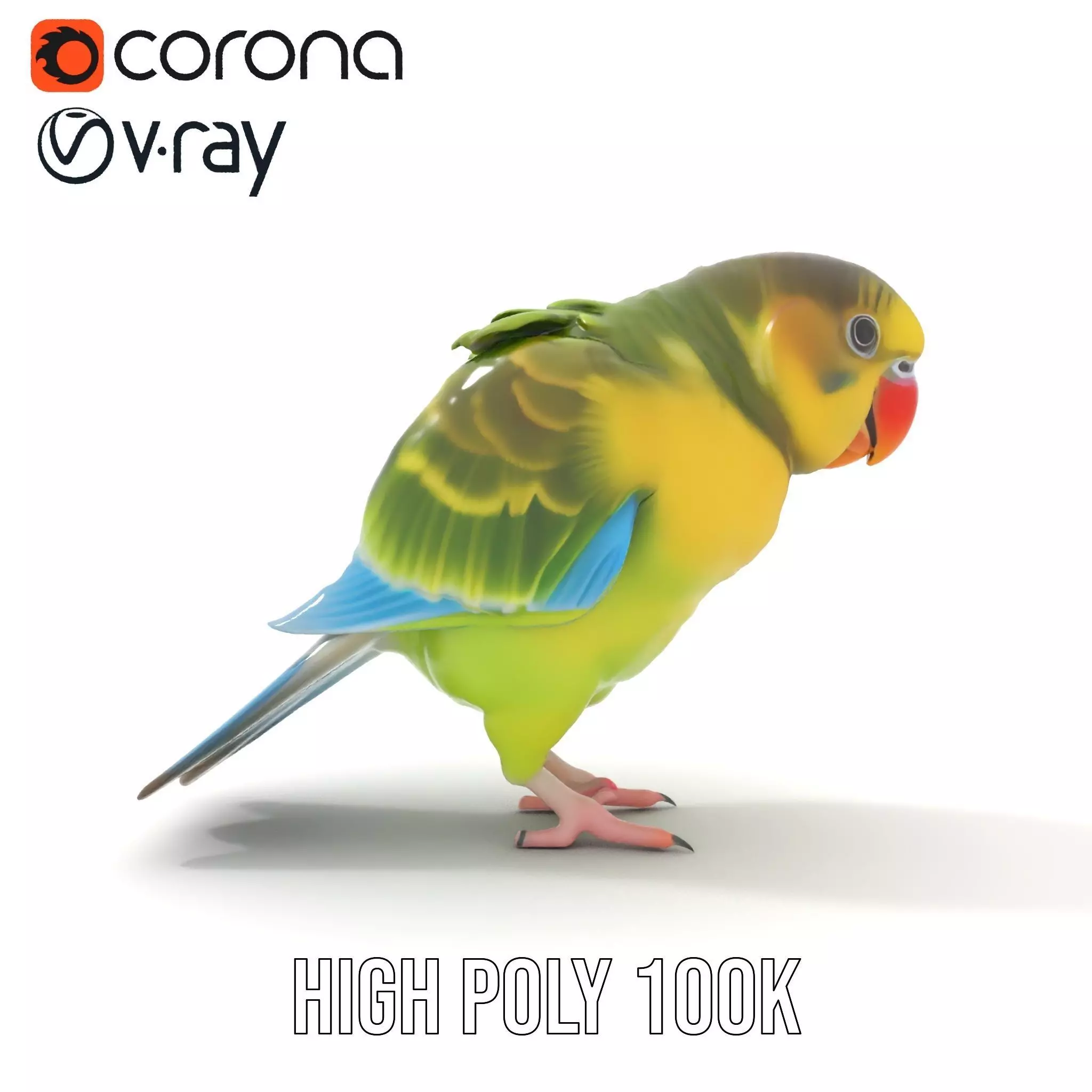 Colorful Parrot model pack Low-poly 3D model_16