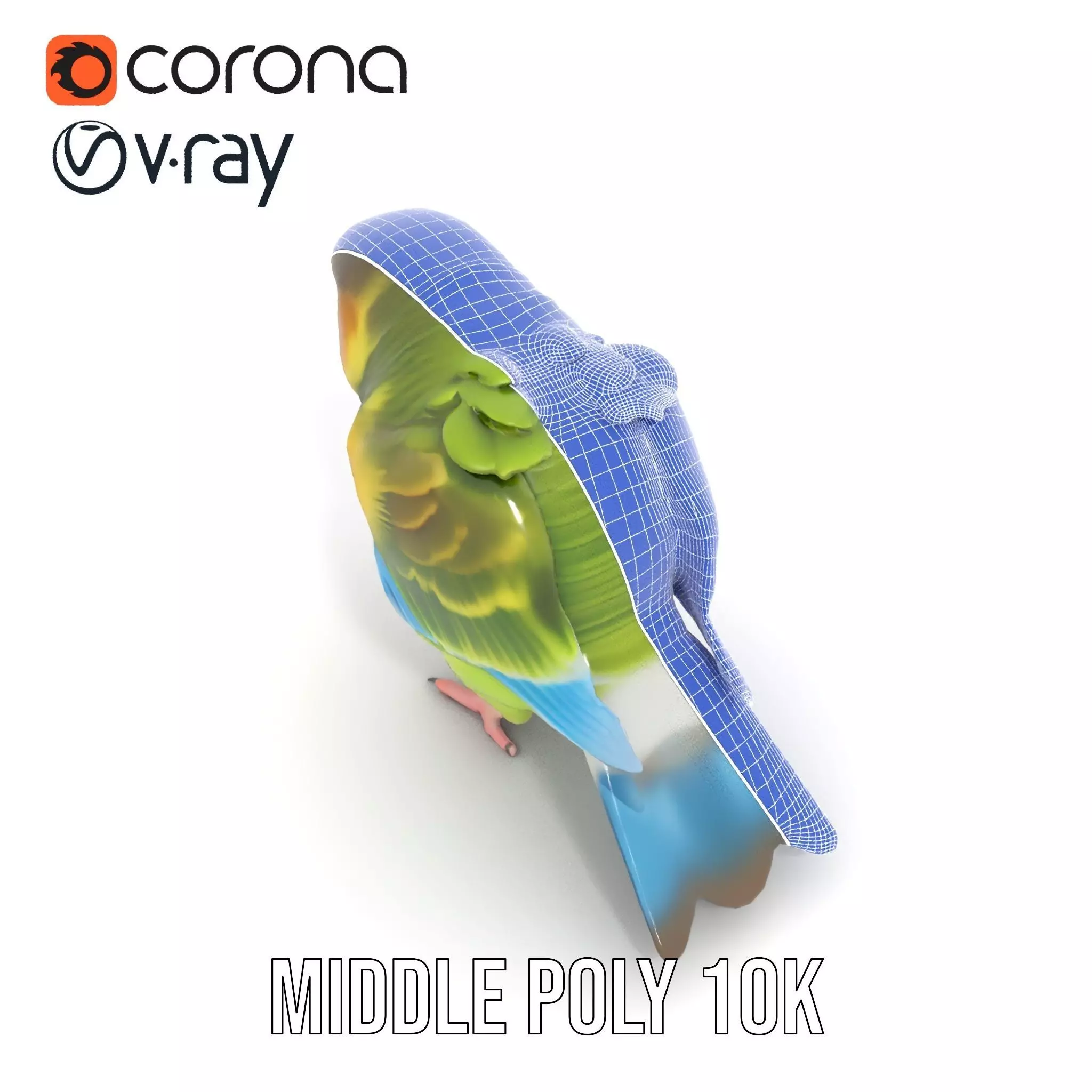 Colorful Parrot model pack Low-poly 3D model_19