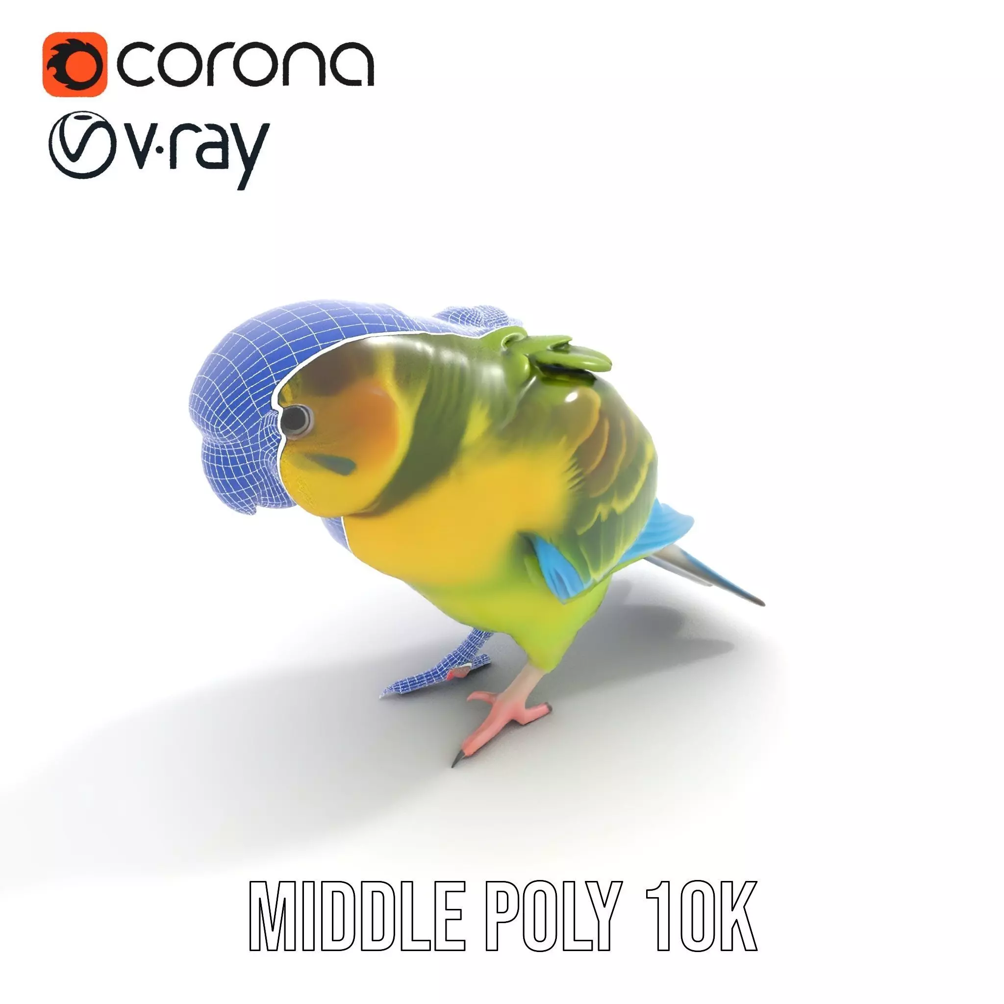 Colorful Parrot model pack Low-poly 3D model_17