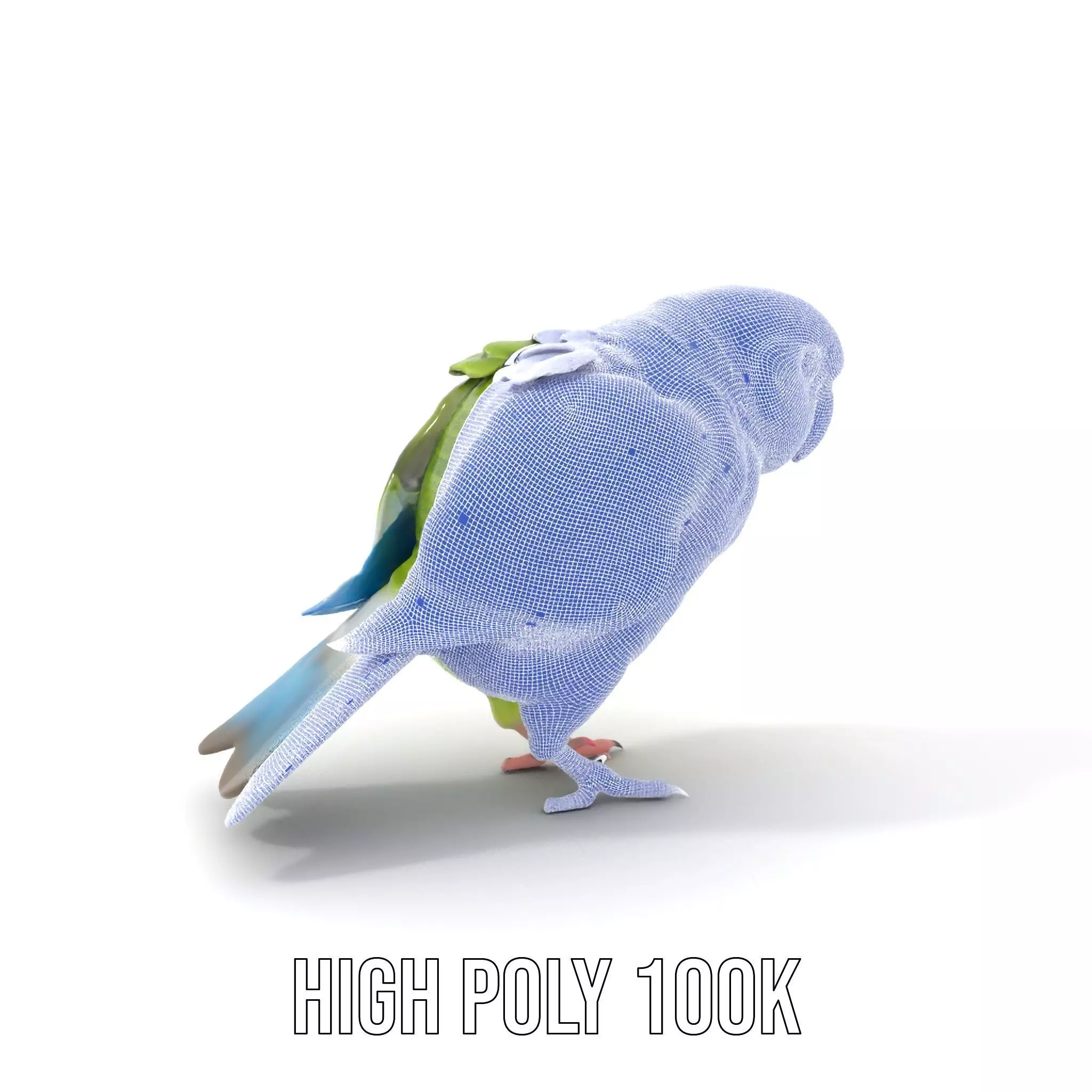 Colorful Parrot model pack Low-poly 3D model_5