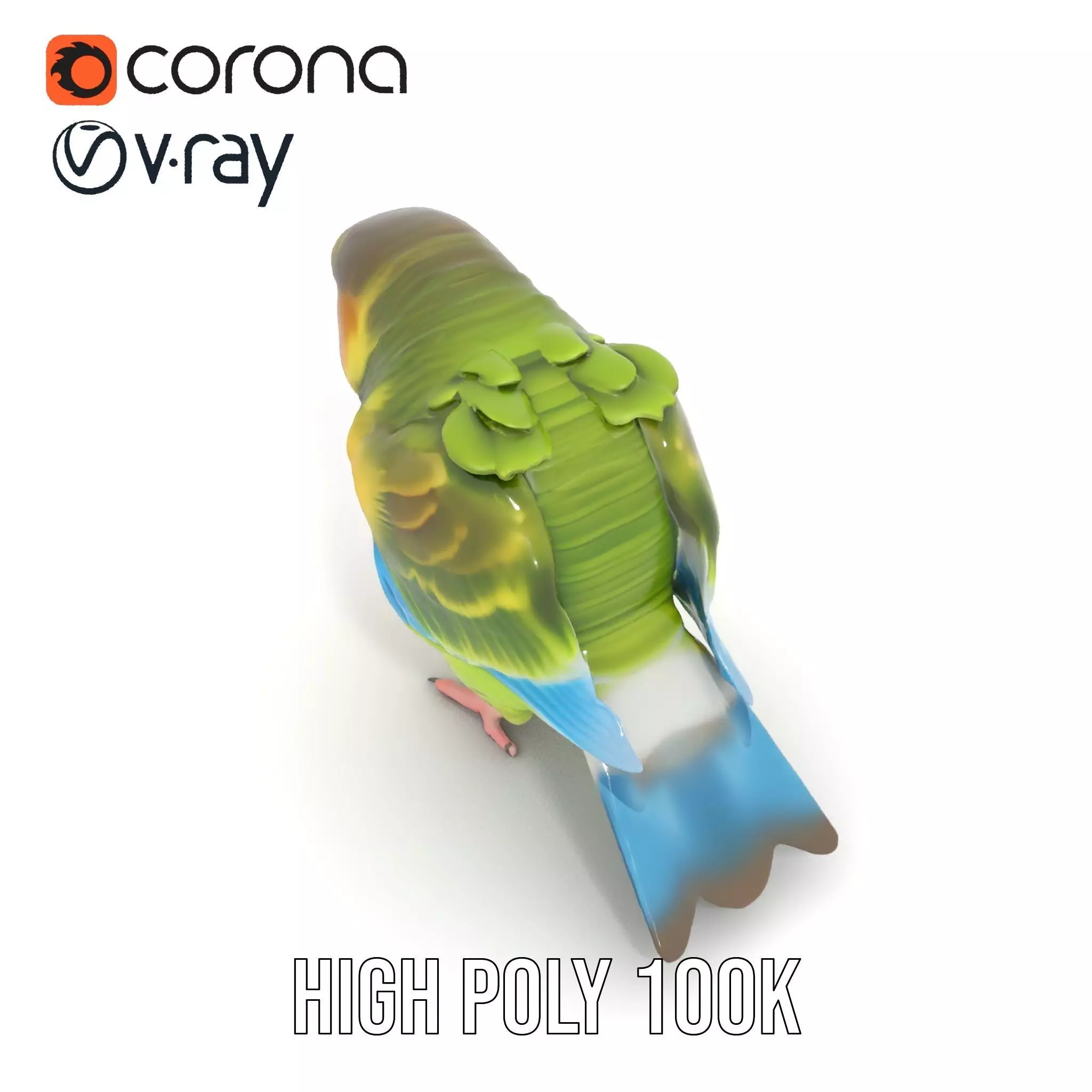 Colorful Parrot model pack Low-poly 3D model_24