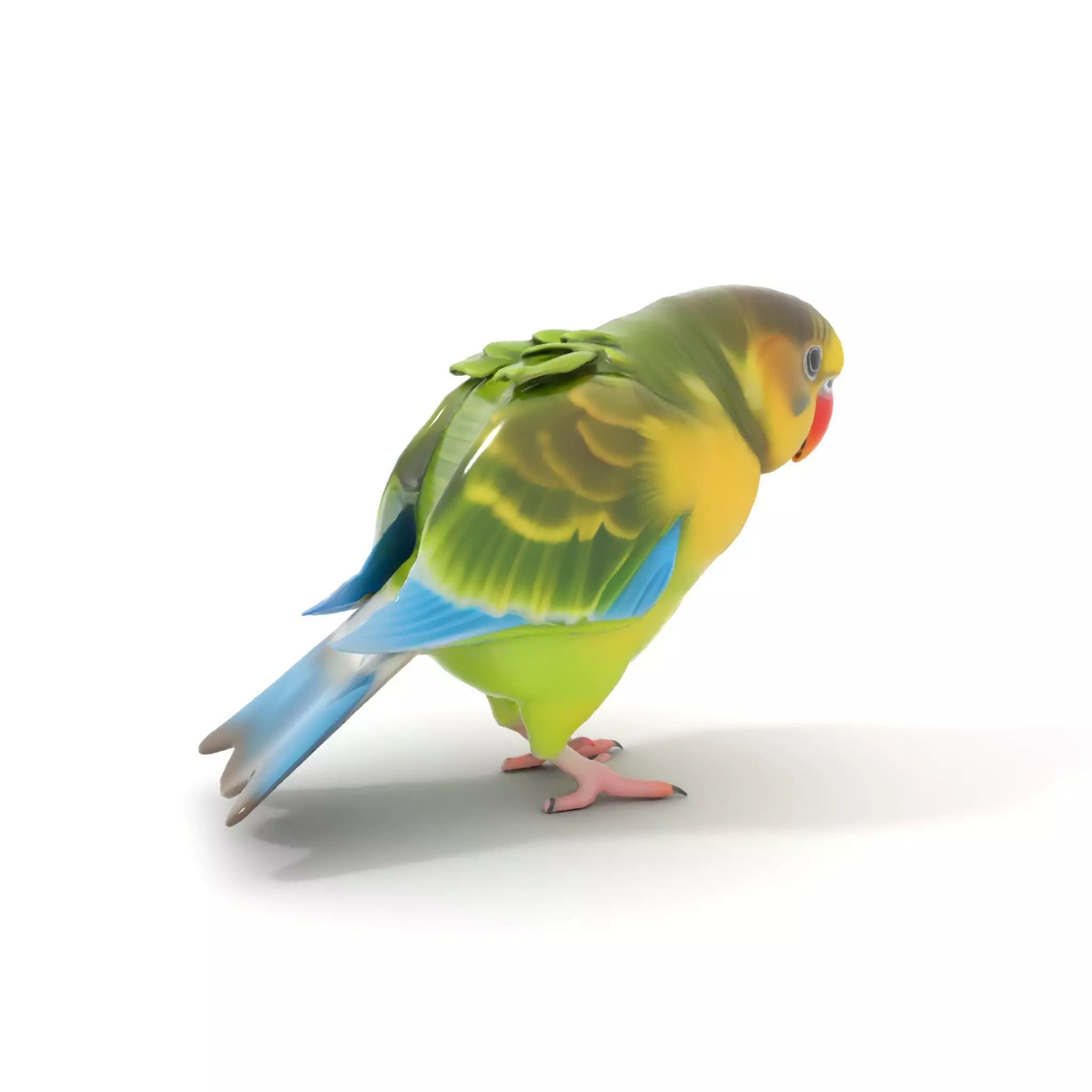 Colorful Parrot model pack Low-poly 3D model_7