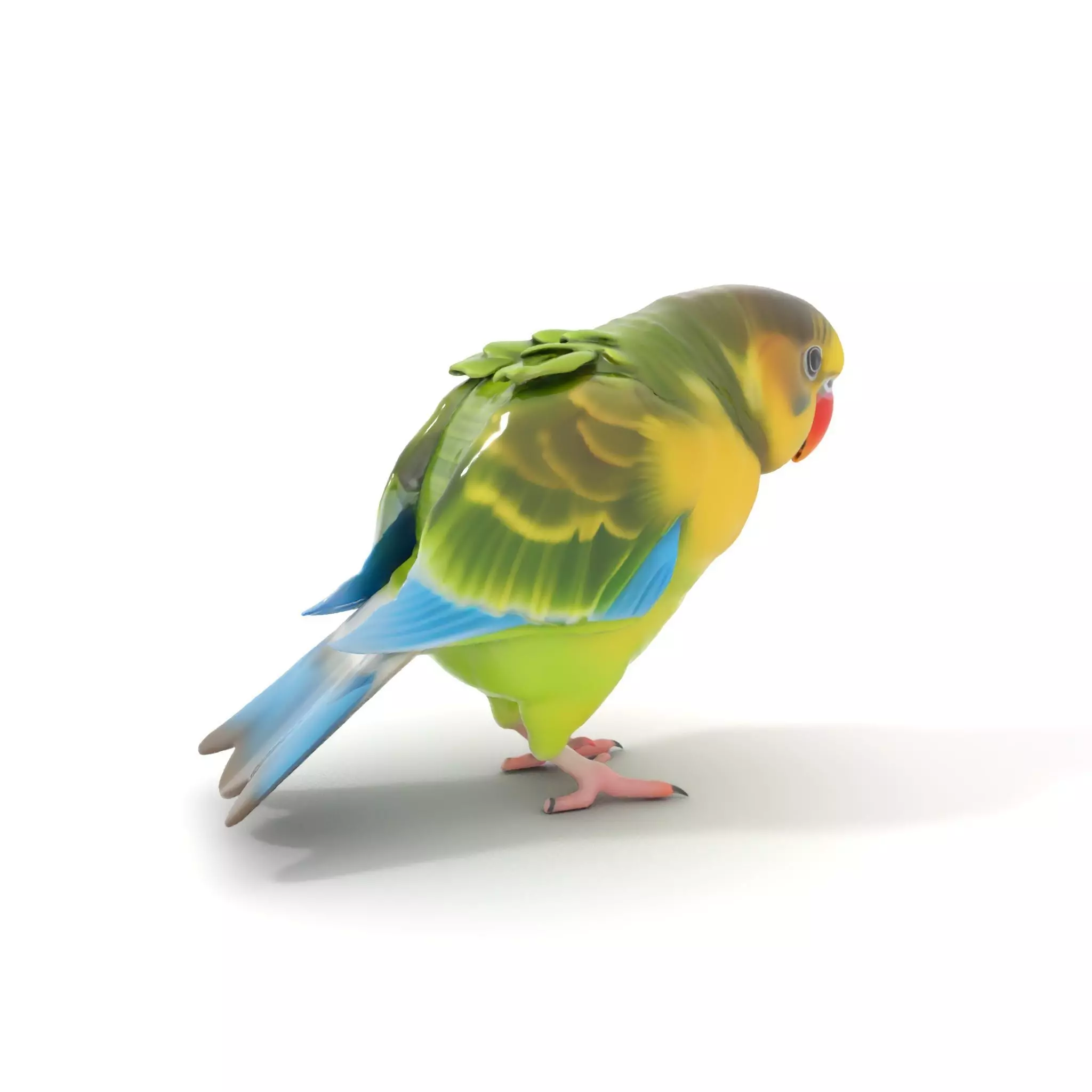 Colorful Parrot model pack Low-poly 3D model_0