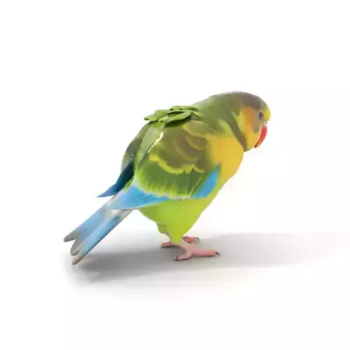 Colorful Parrot model pack Low-poly 3D model
