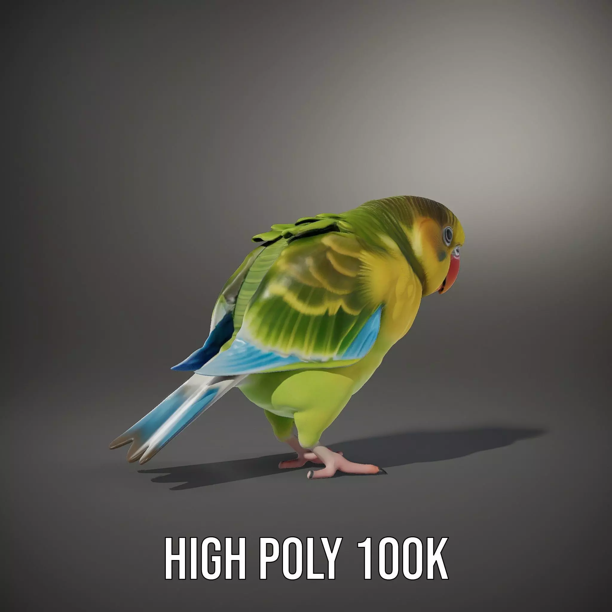 Colorful Parrot model pack Low-poly 3D model_11