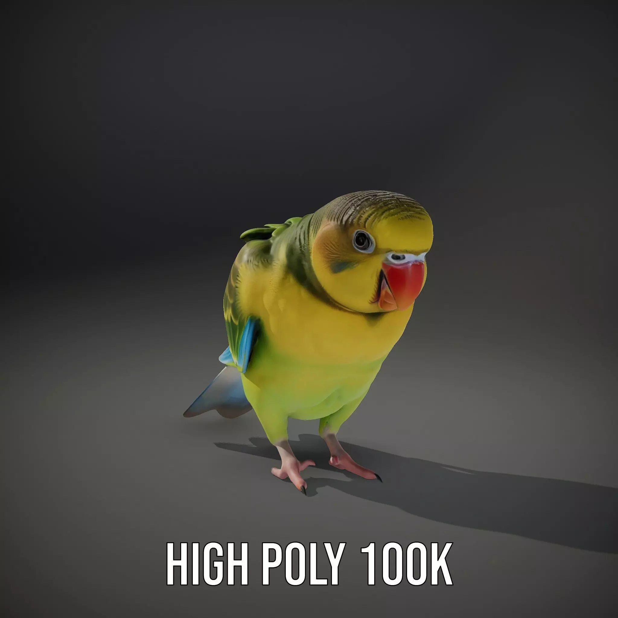 Colorful Parrot model pack Low-poly 3D model_9