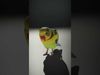 Colorful Parrot model pack Low-poly 3D model_2