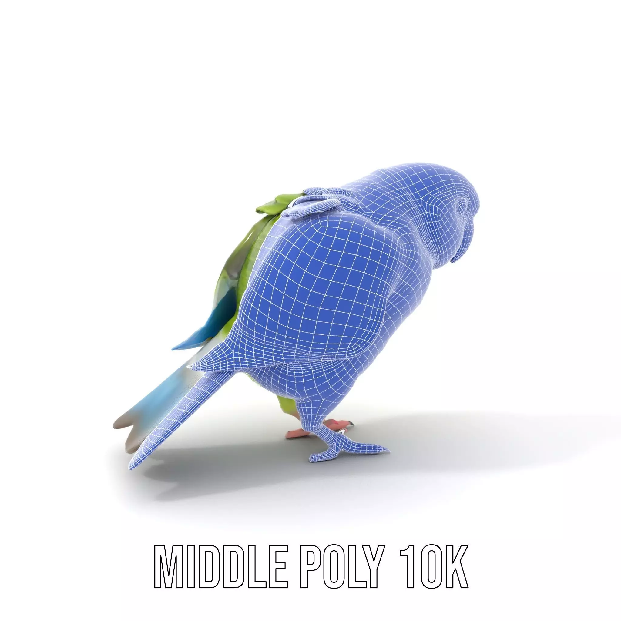 Colorful Parrot model pack Low-poly 3D model_6
