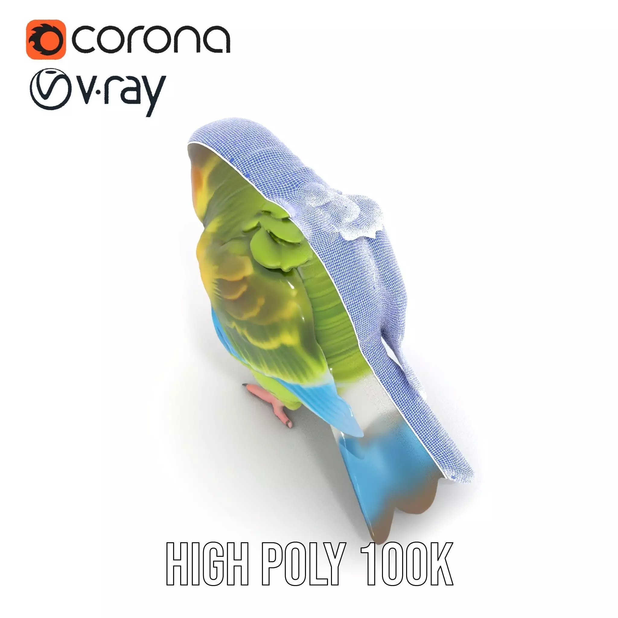 Colorful Parrot model pack Low-poly 3D model_34