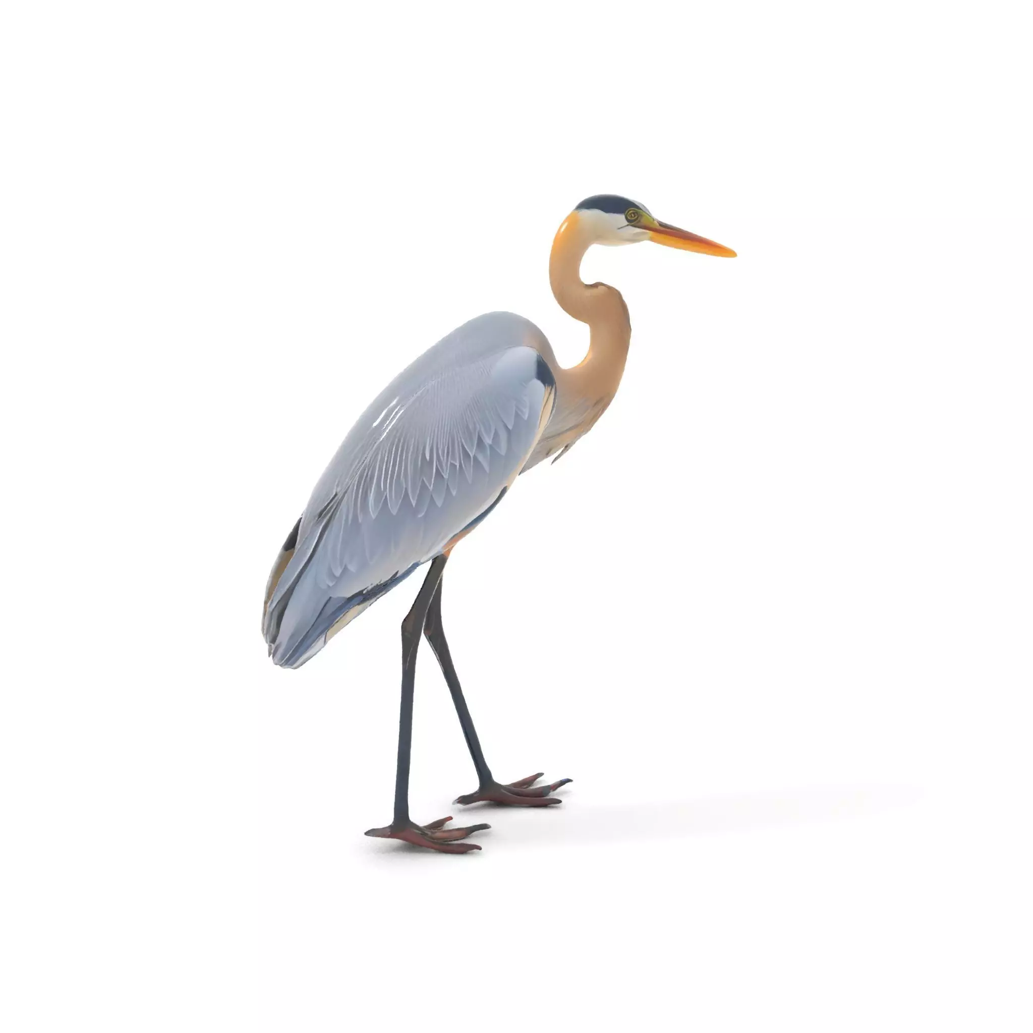 Elegant Heron model pack Low-poly 3D model_0