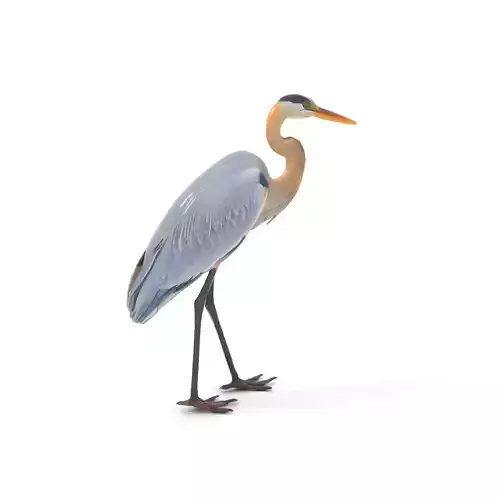 Elegant Heron model pack Low-poly 3D model