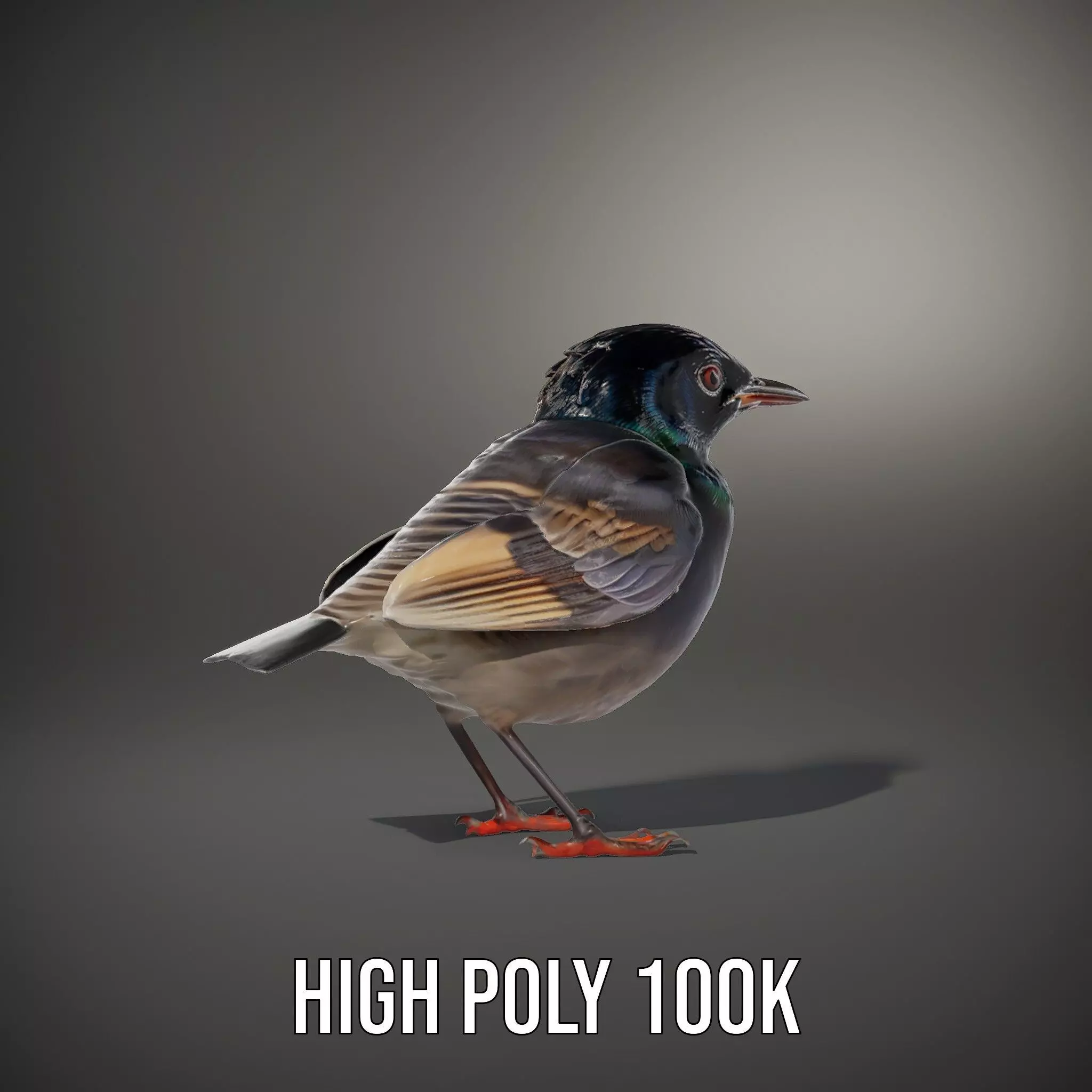 Iridescent Starling model pack Low-poly 3D model_9