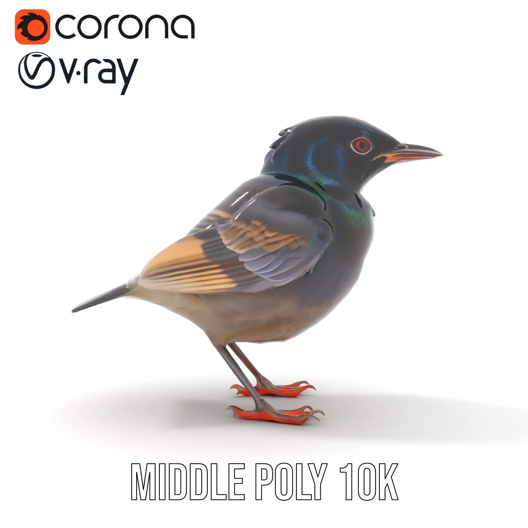 Iridescent Starling model pack Low-poly 3D model_14