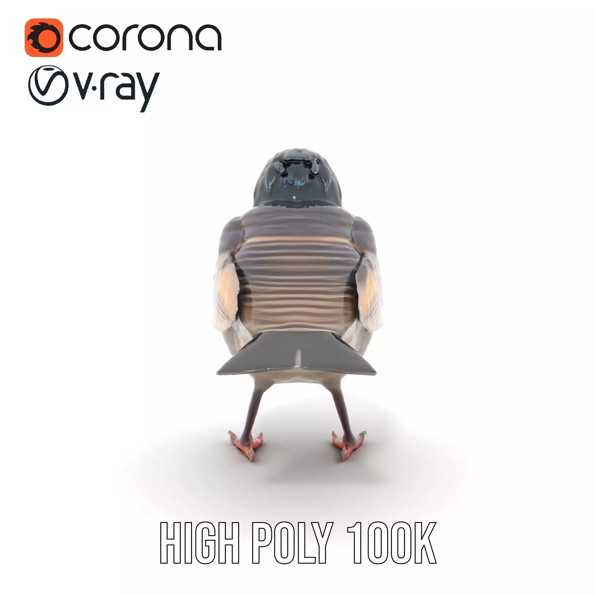 Iridescent Starling model pack Low-poly 3D model_19